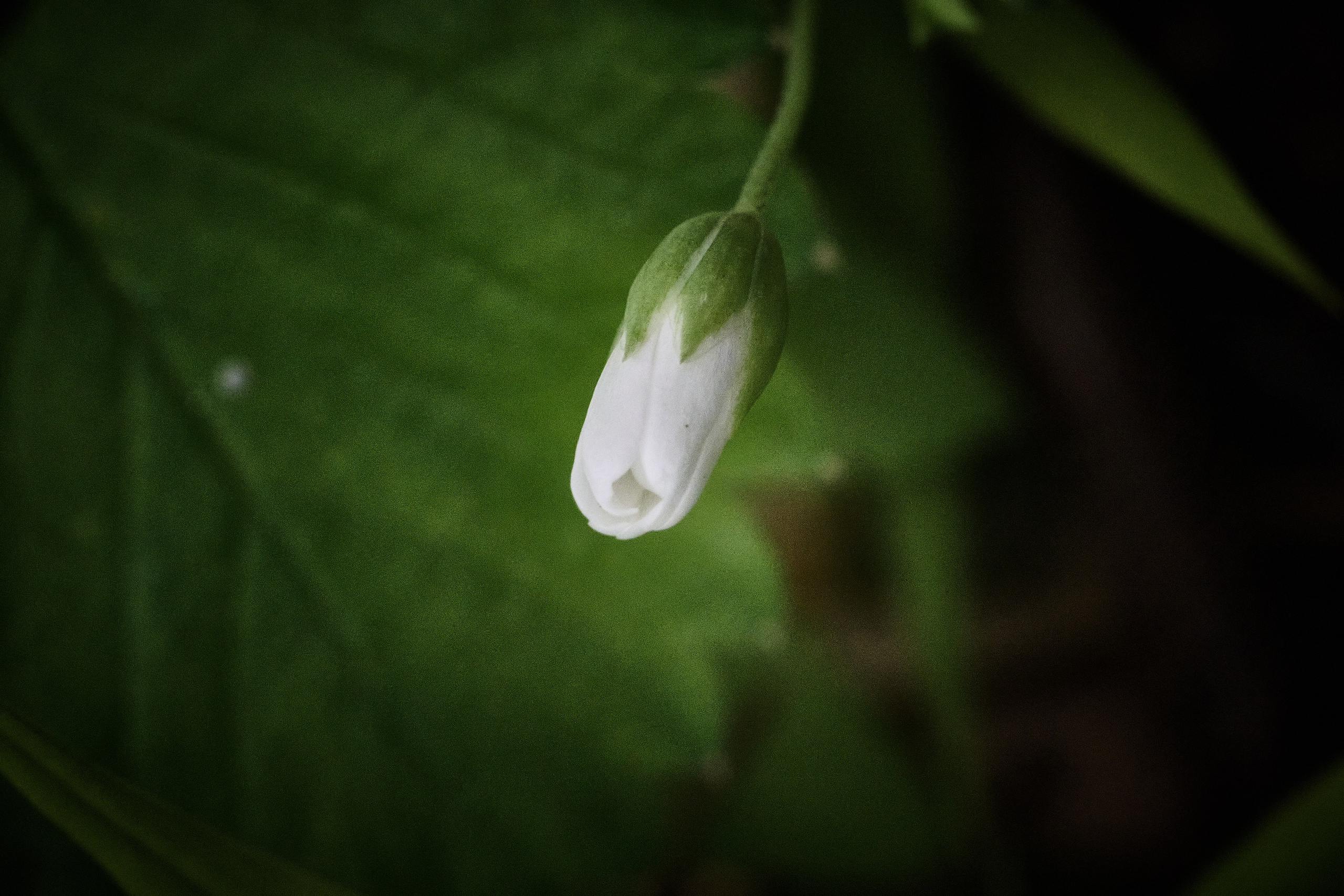 Фотографии весенних цветов. Фотограф Роман Адлер. Фотограф Роман Адлер
