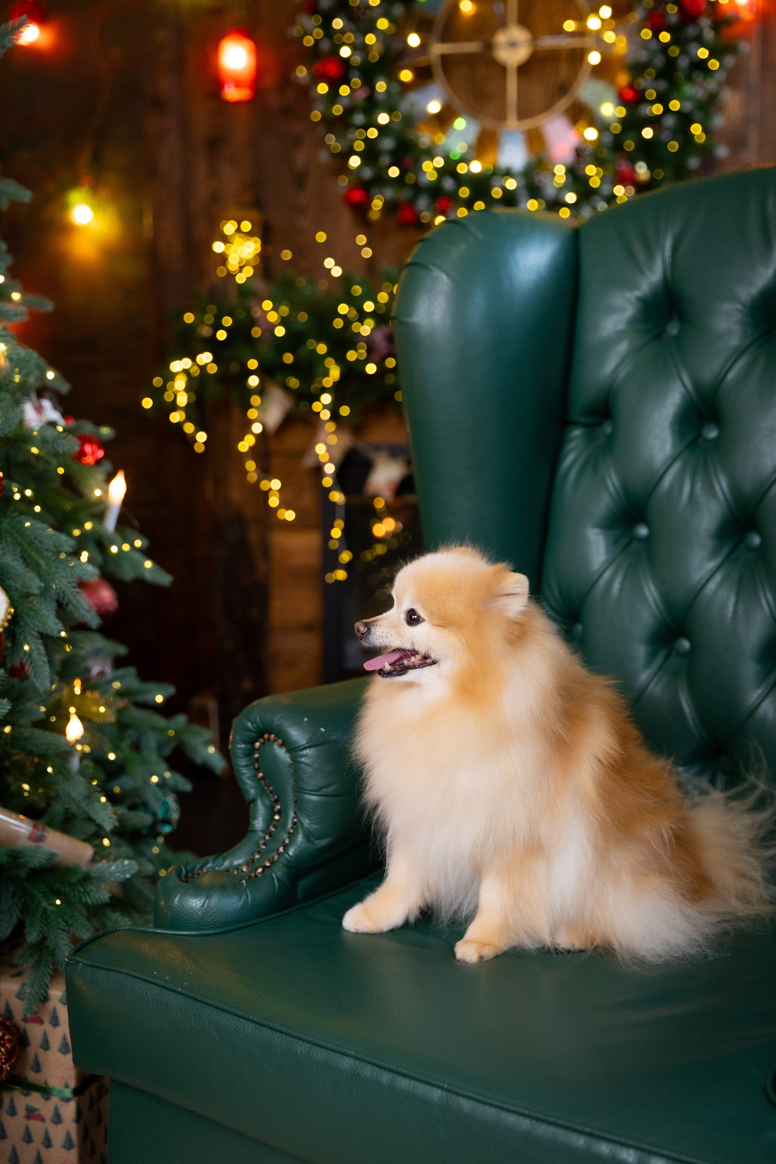 НОВОГОДНЯЯ СЕМЕЙНАЯ. Фотограф в Москве и Стамбуле. Мастер сказочных фотографий