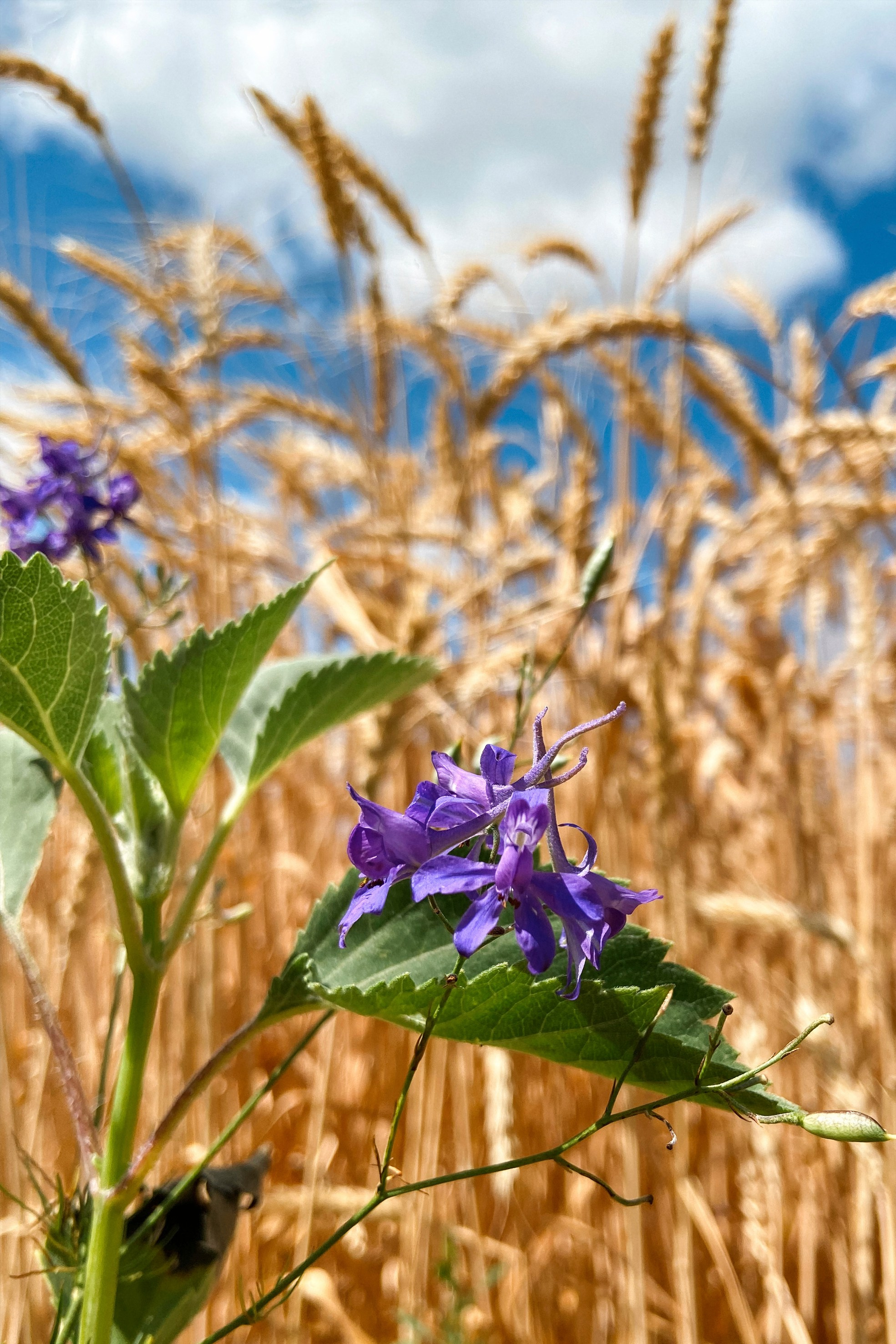 Природа. Команда фотографов Кристины Ивановой