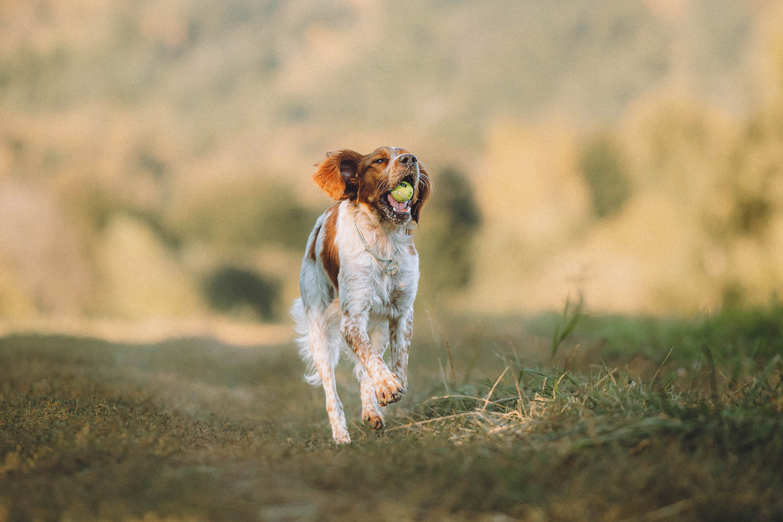Камри и Пафи