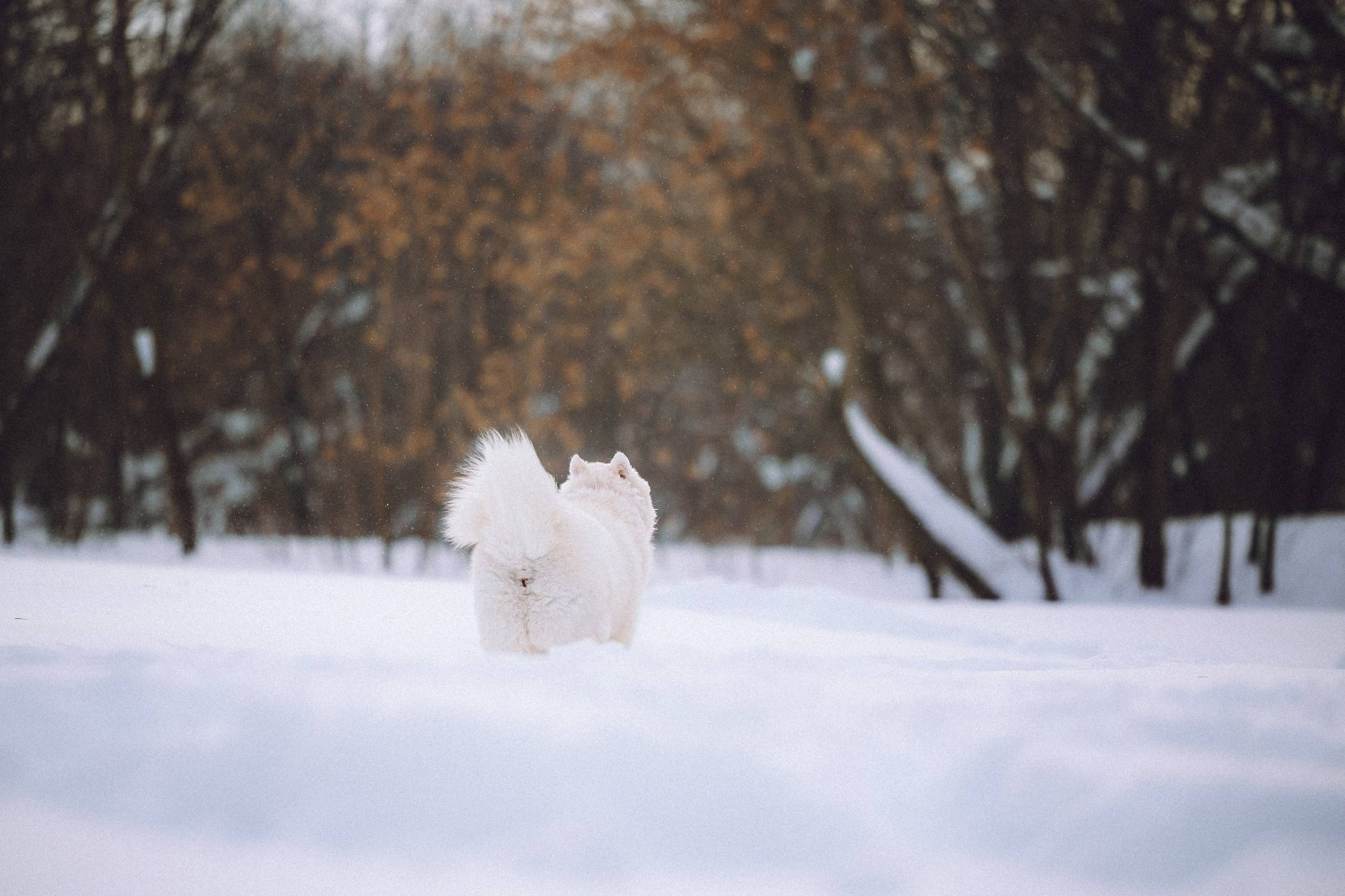 Мария и Мася