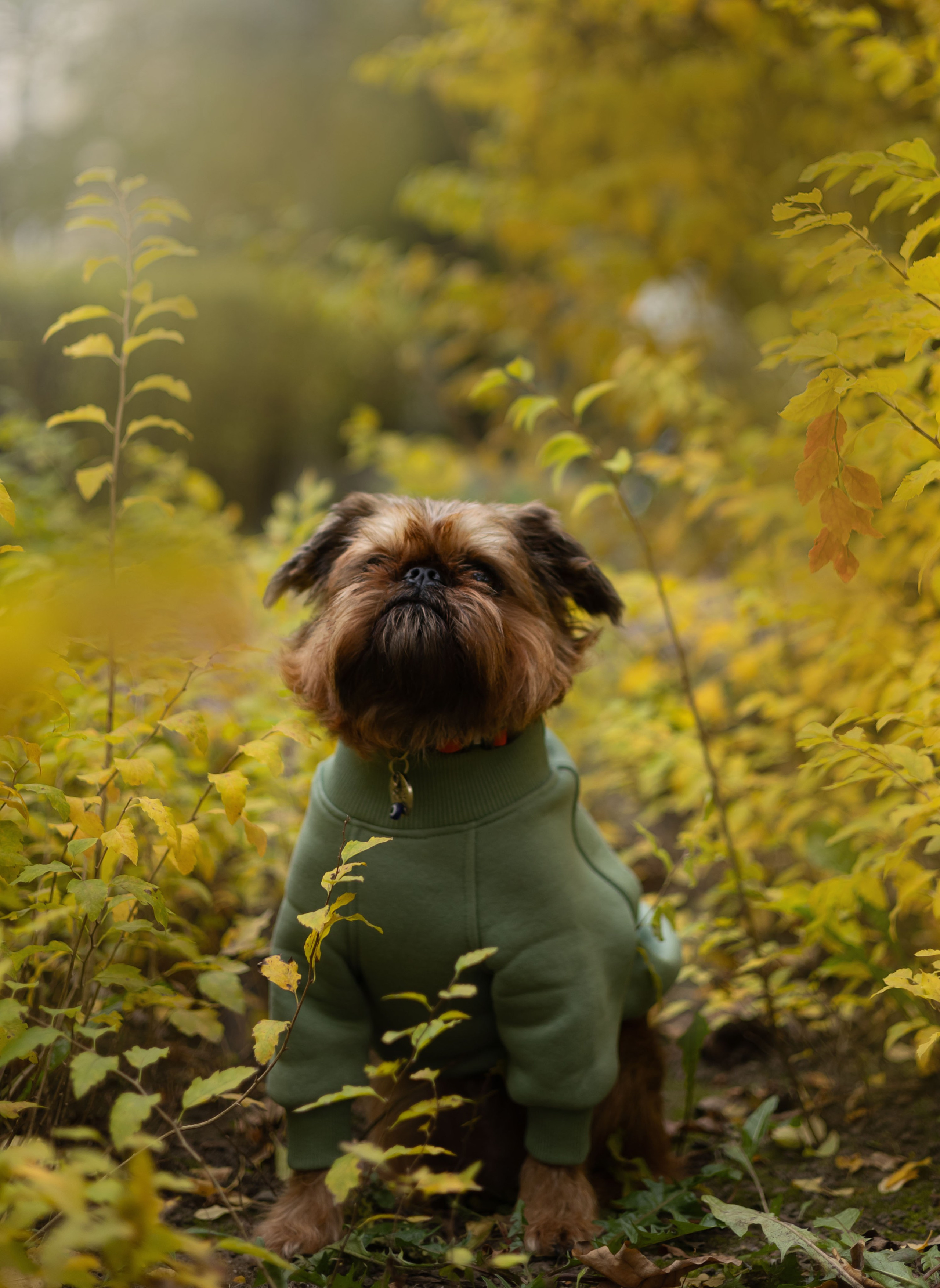 Катя и Жуль. Фотограф животных Евгения Верцинская