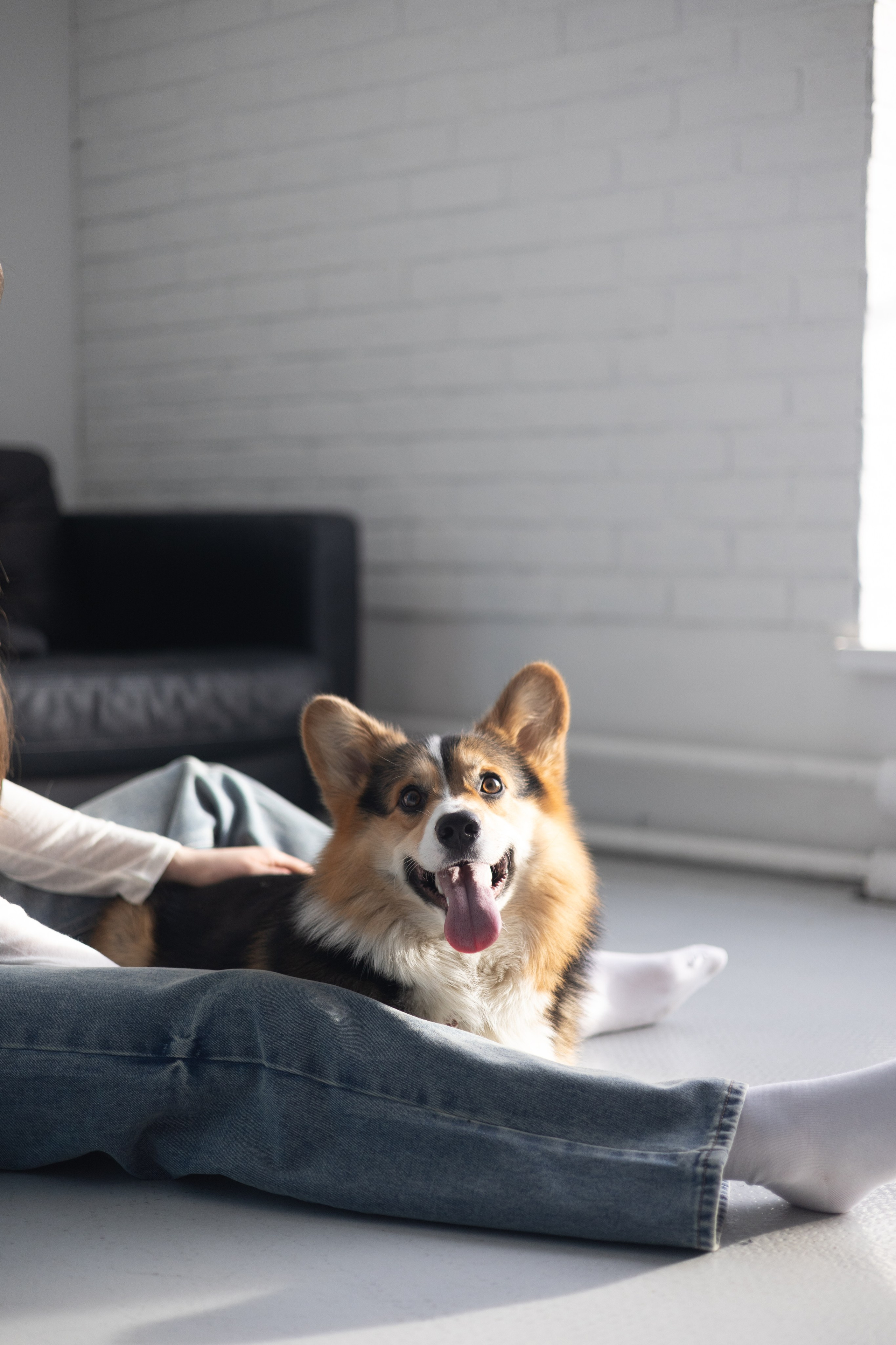Анастасия и Коржик. Фотограф животных Евгения Верцинская