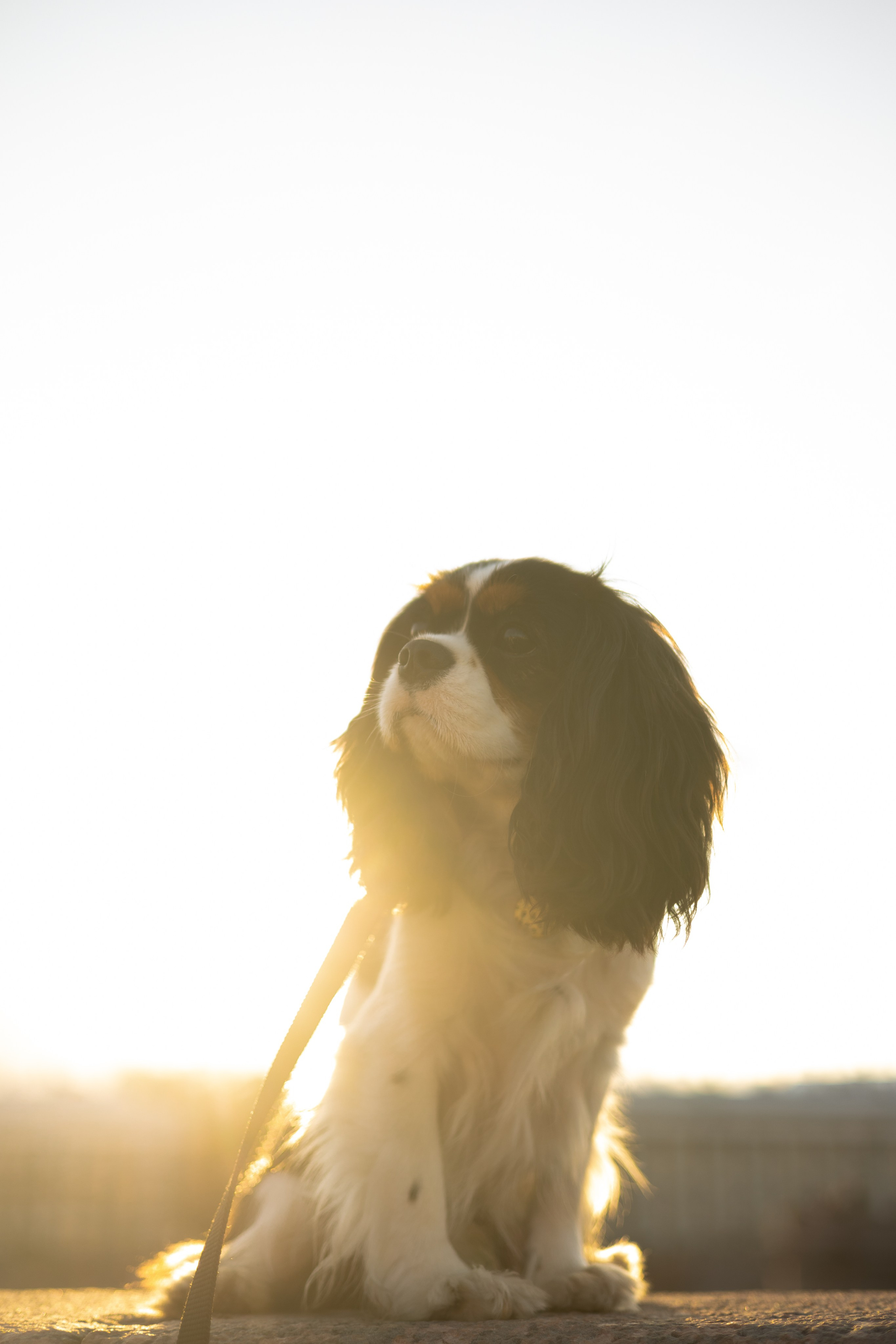 Ульяна и Ричи. Фотограф животных Евгения Верцинская