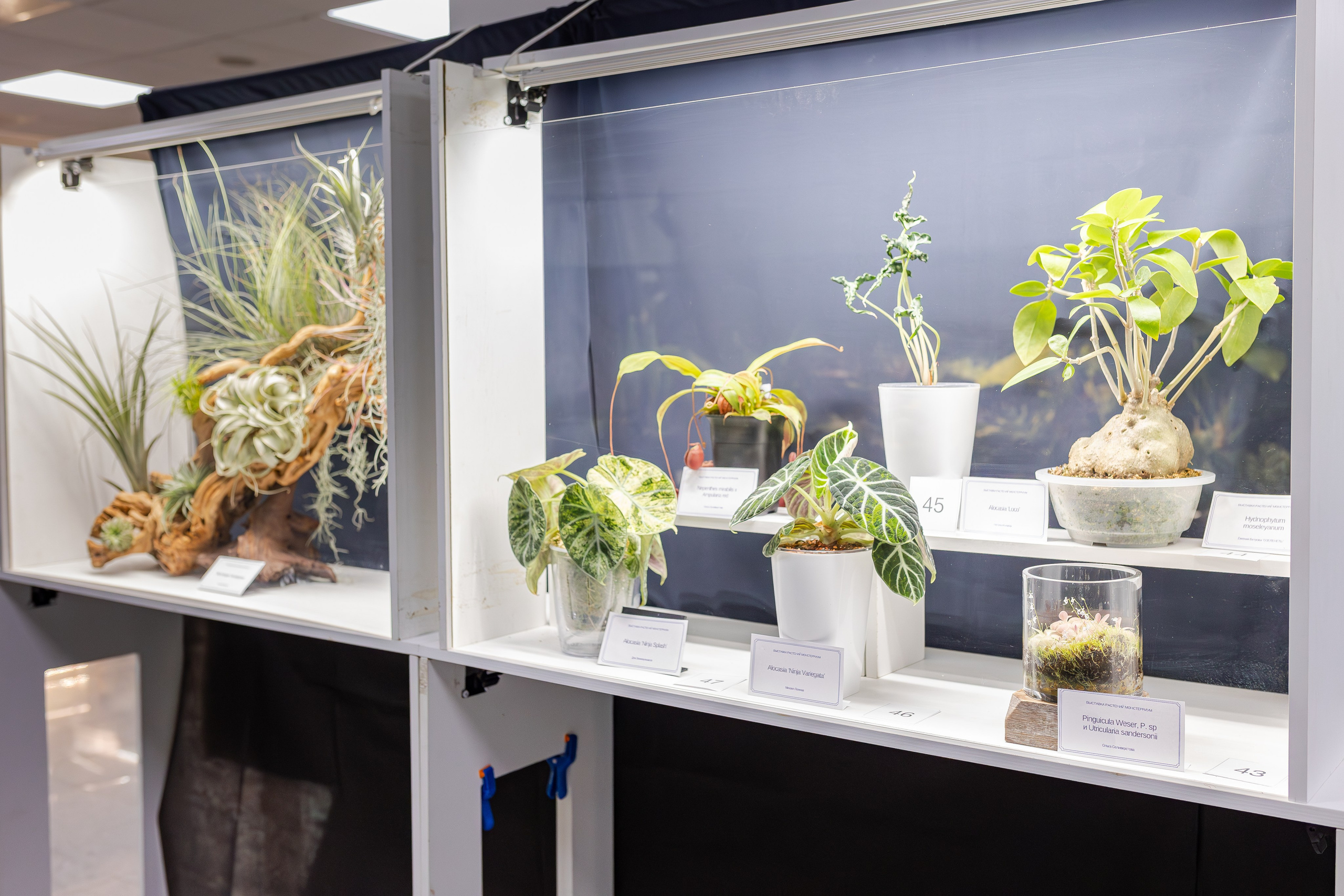 Монстериум апрель 2026. Александра Куликова фотограф, Москва