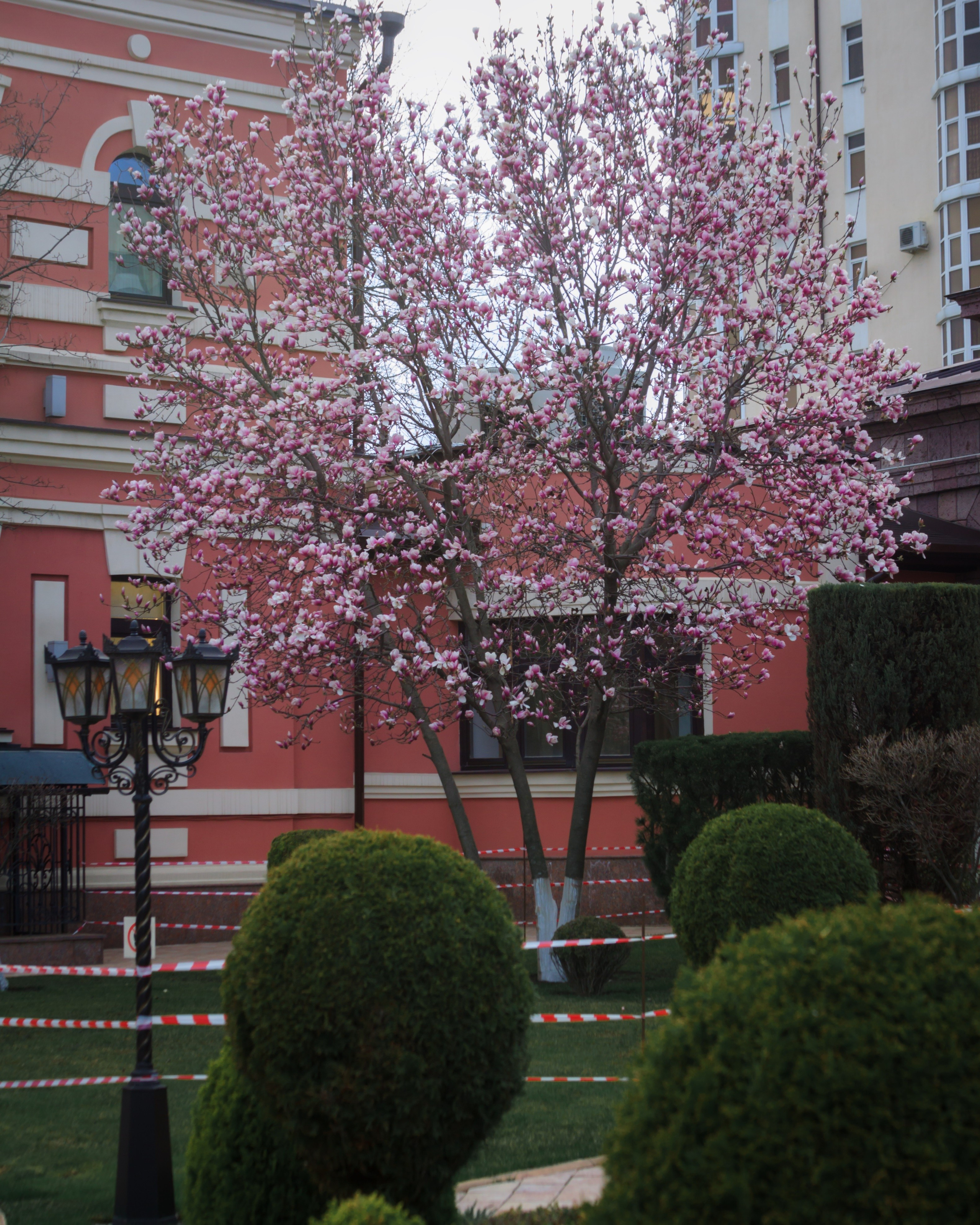 Дерево магнолии