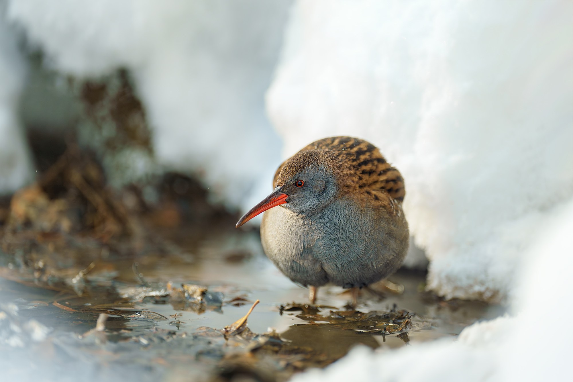 Удивительные мир птиц. Вокруг нас столько прекрасного — присмотритесь!. Ваш личный фотограф Марина Волкова