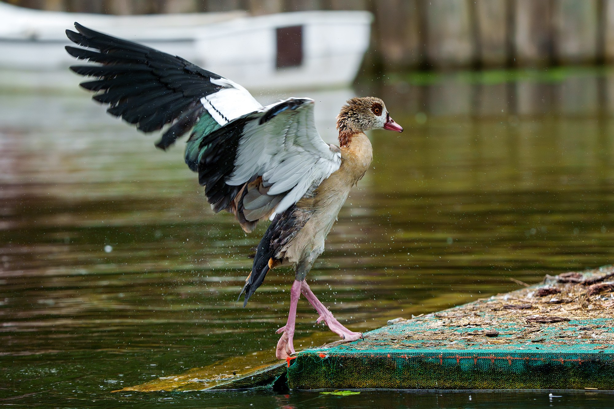 Удивительные мир птиц. Вокруг нас столько прекрасного — присмотритесь!. Ваш личный фотограф Марина Волкова
