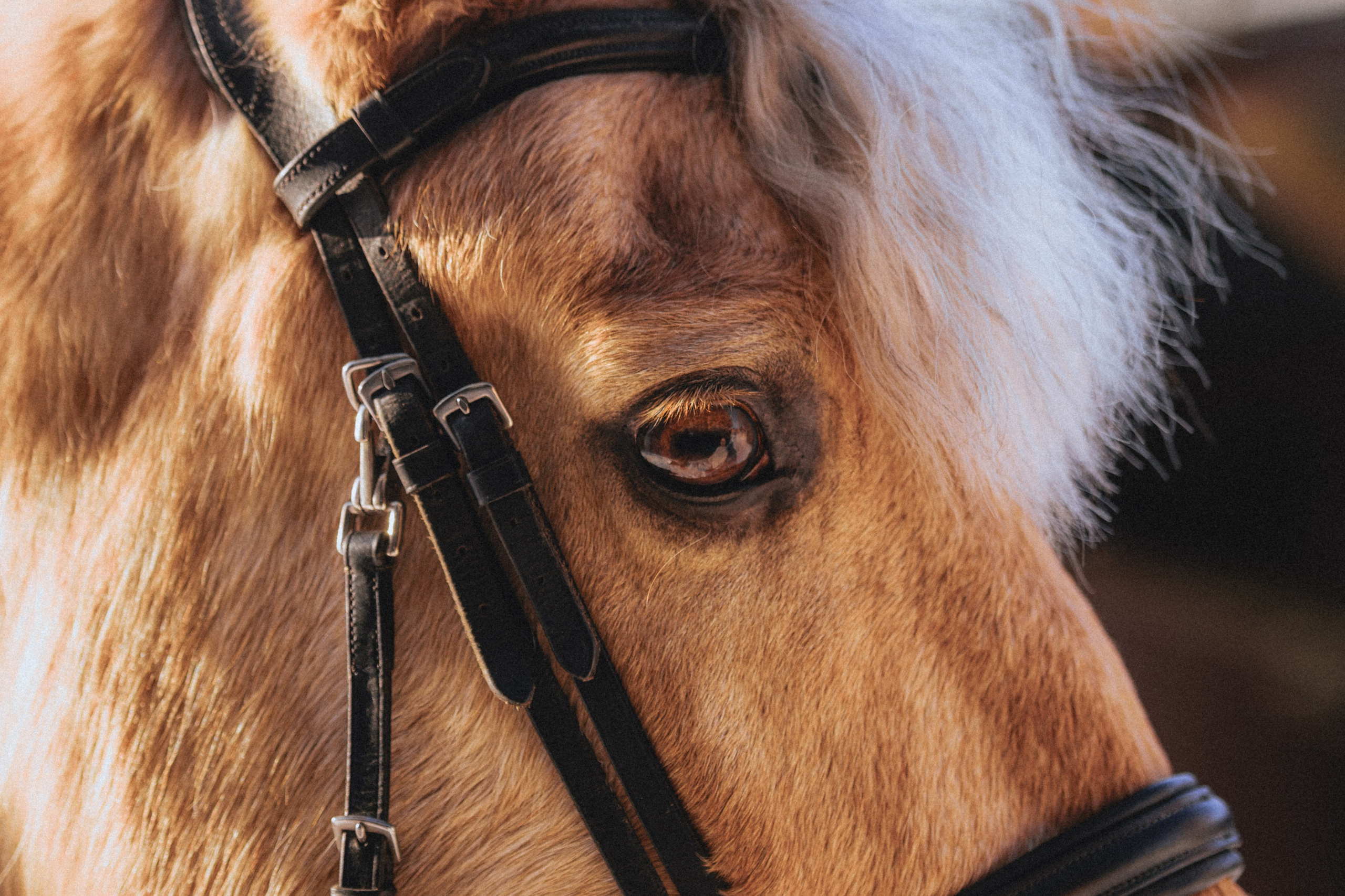 Маша и Фрутти. MariaGohri — Конный фотограф, анималист, Рязань