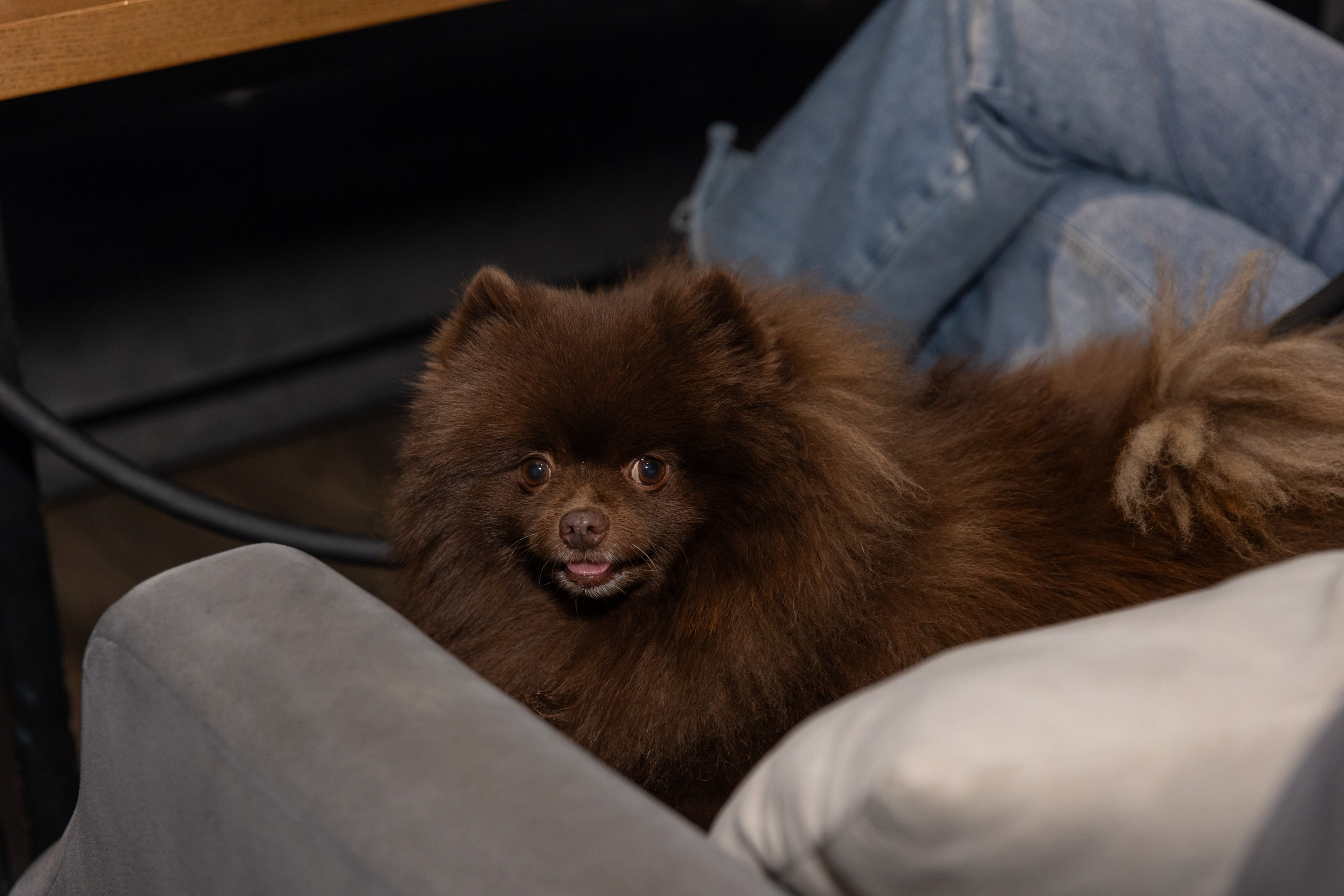 Корпоратив в «Шоко». Свадебный и семейный фотограф Виолетта Сидельникова. Краснодар, Россия, Беларусь, Европа