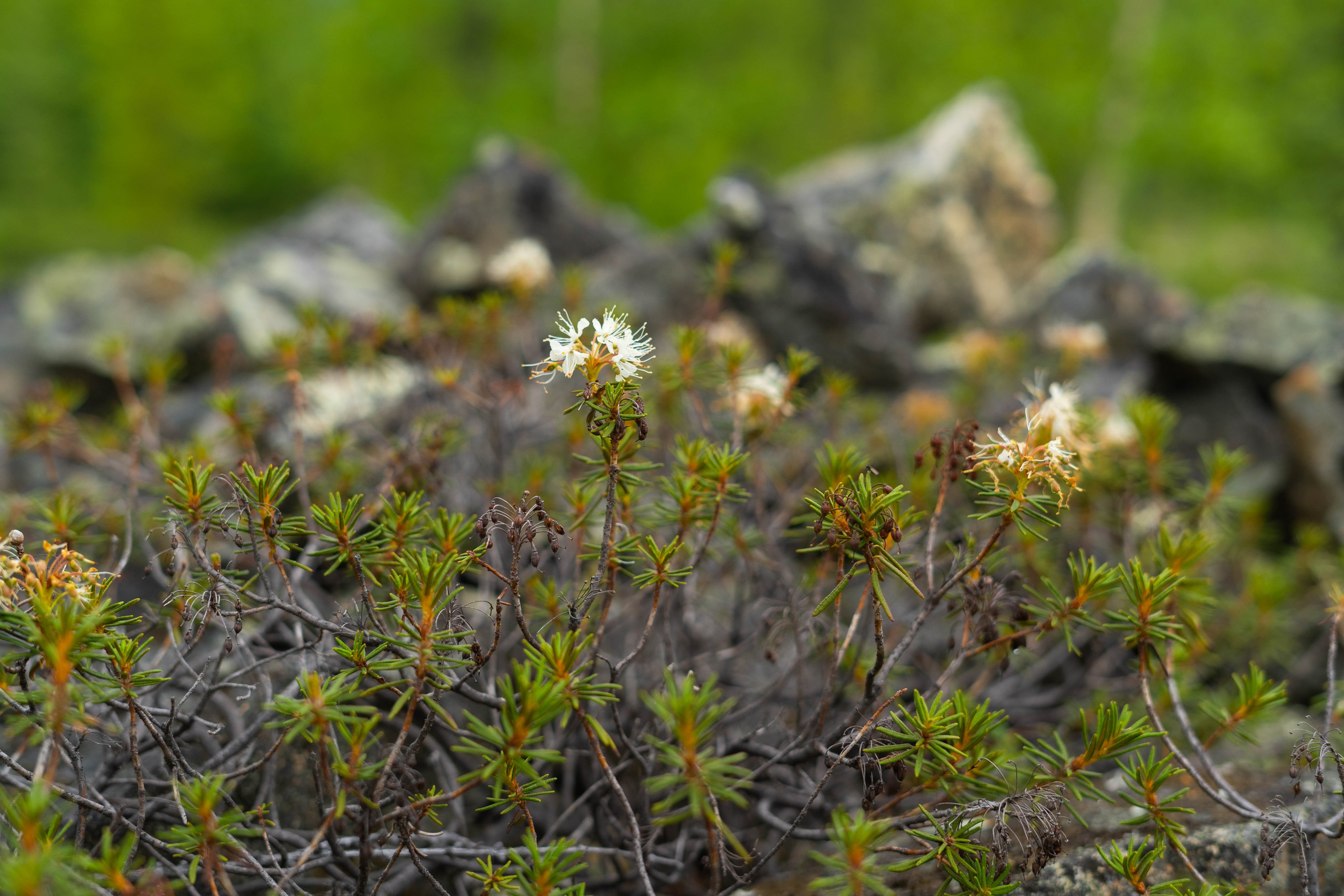 Лето в тундре. Фотограф Екатерина Зорина