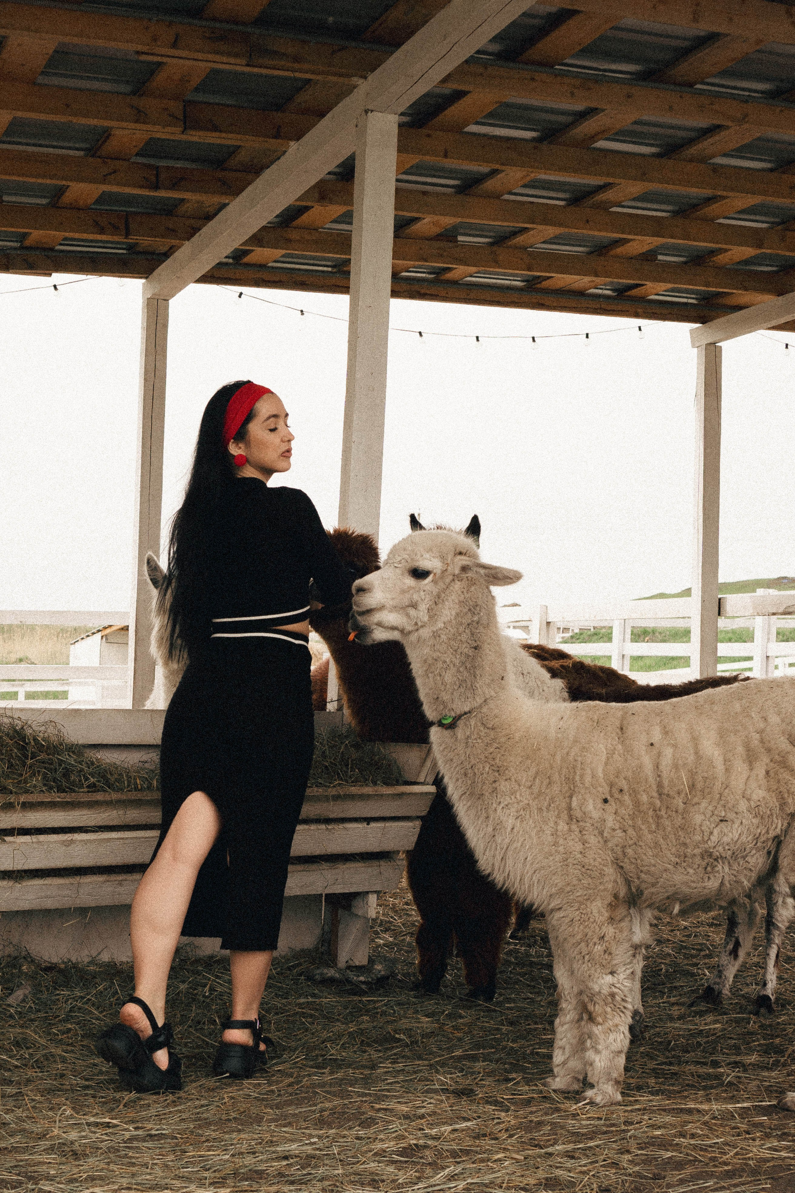 Ферма Альпак. Профессиональный фотограф, Санкт-Петербург — Виктория Богомолова