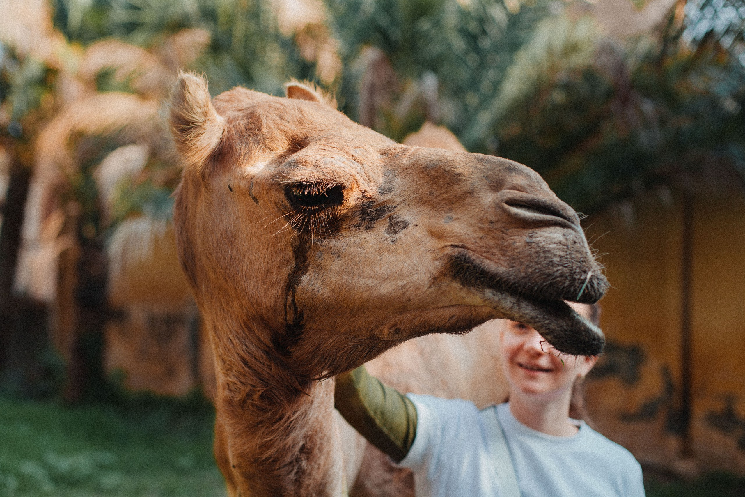 Оман. Сyber Genesis. Главная