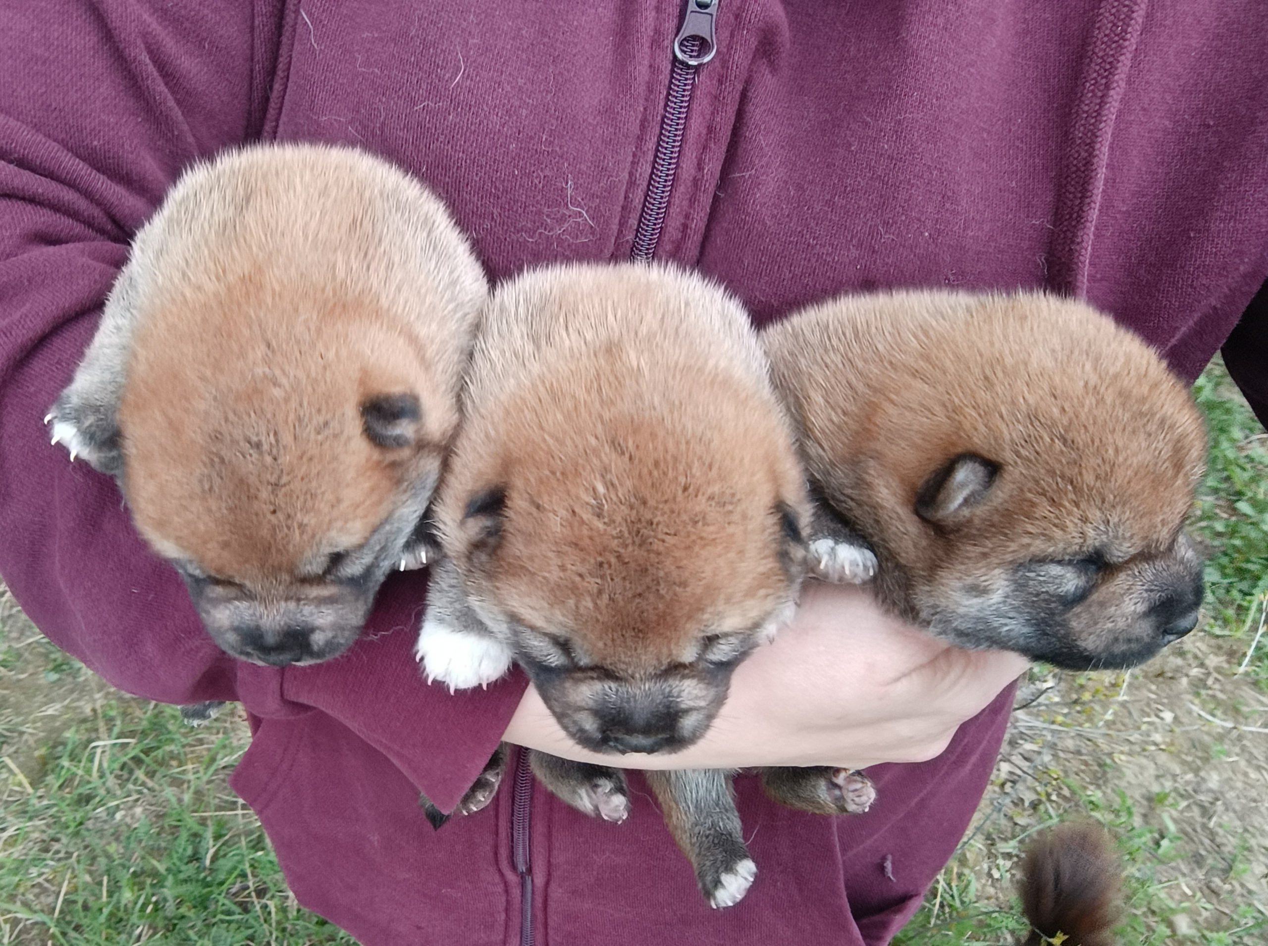 сиба питомник Рубилайт щенки на продажу rubylight  сиба щенки купить СПб Санкт-Петербург