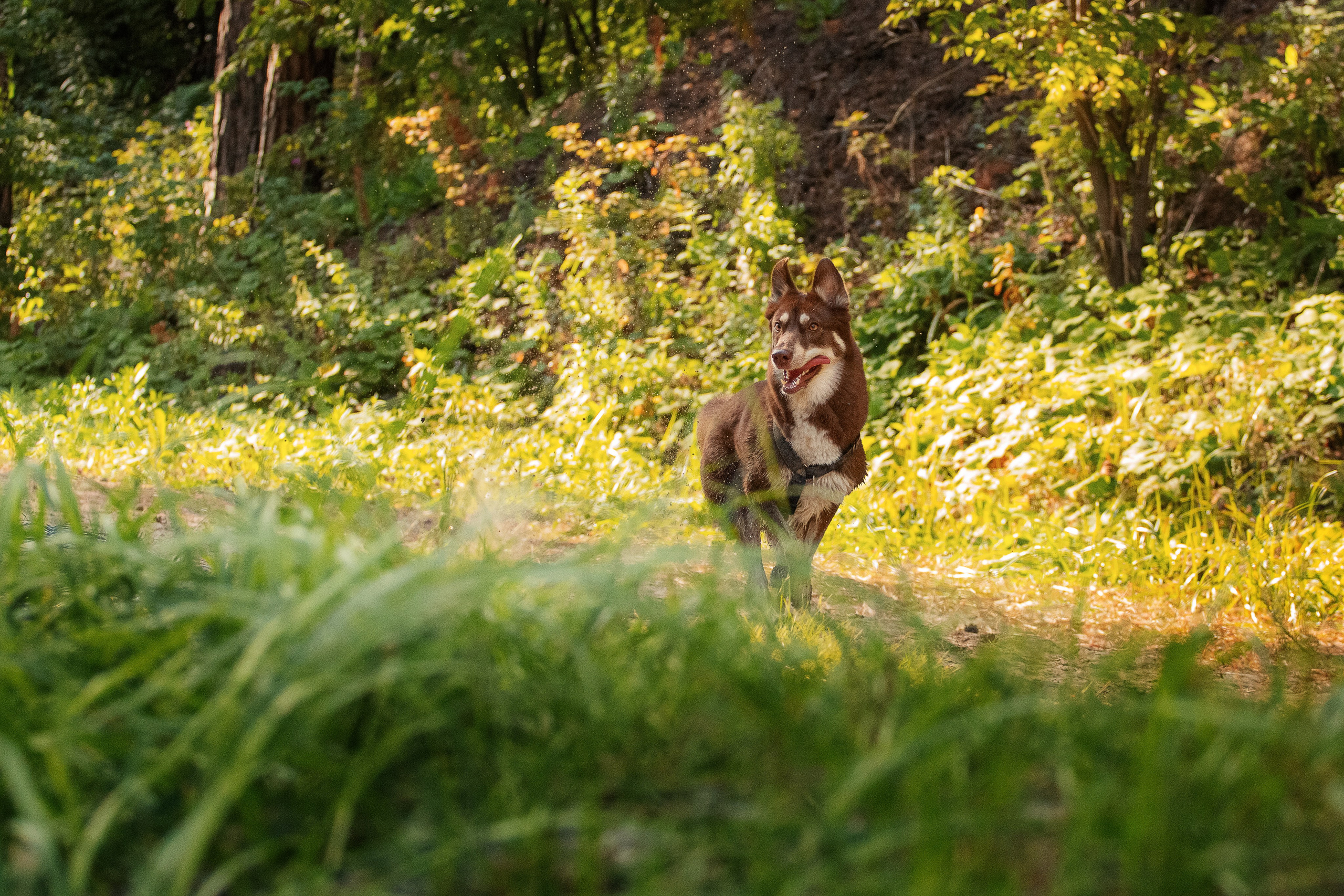 Светлана и Тисэ. YULA KOLESOVA | Фотограф — Анималист | Художник | Тюмень