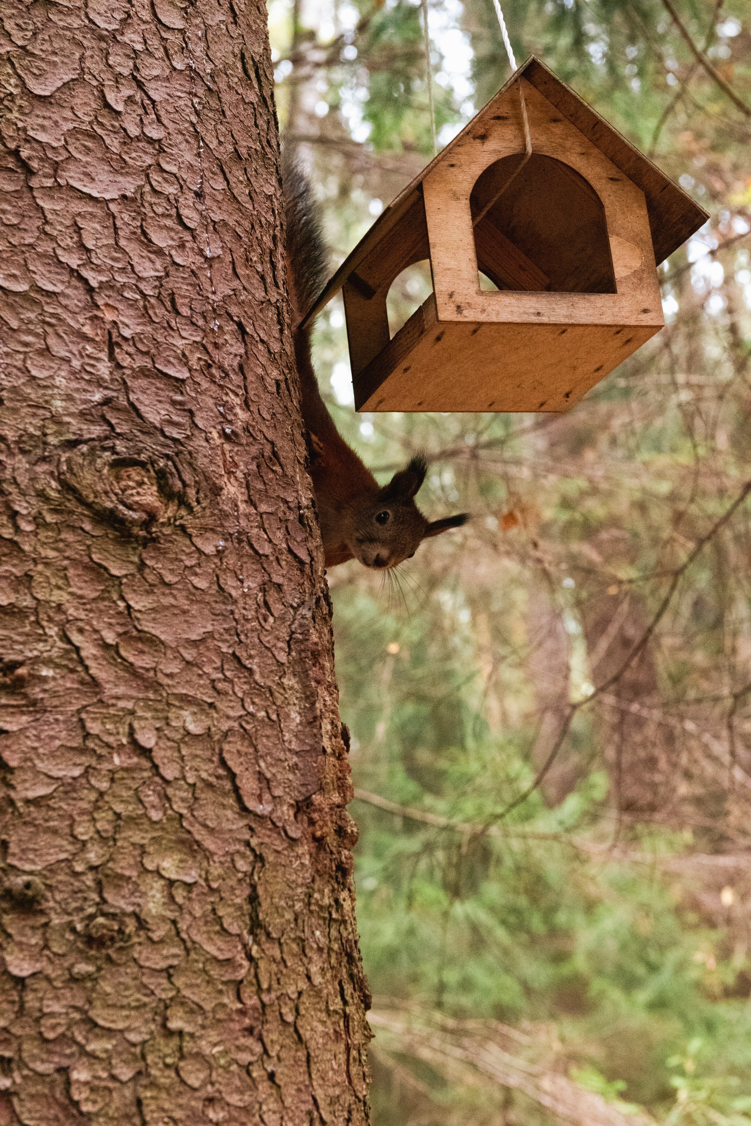 Павловский парк. Портретный и архитектурный фотограф в Москве и Санкт-Петербурге