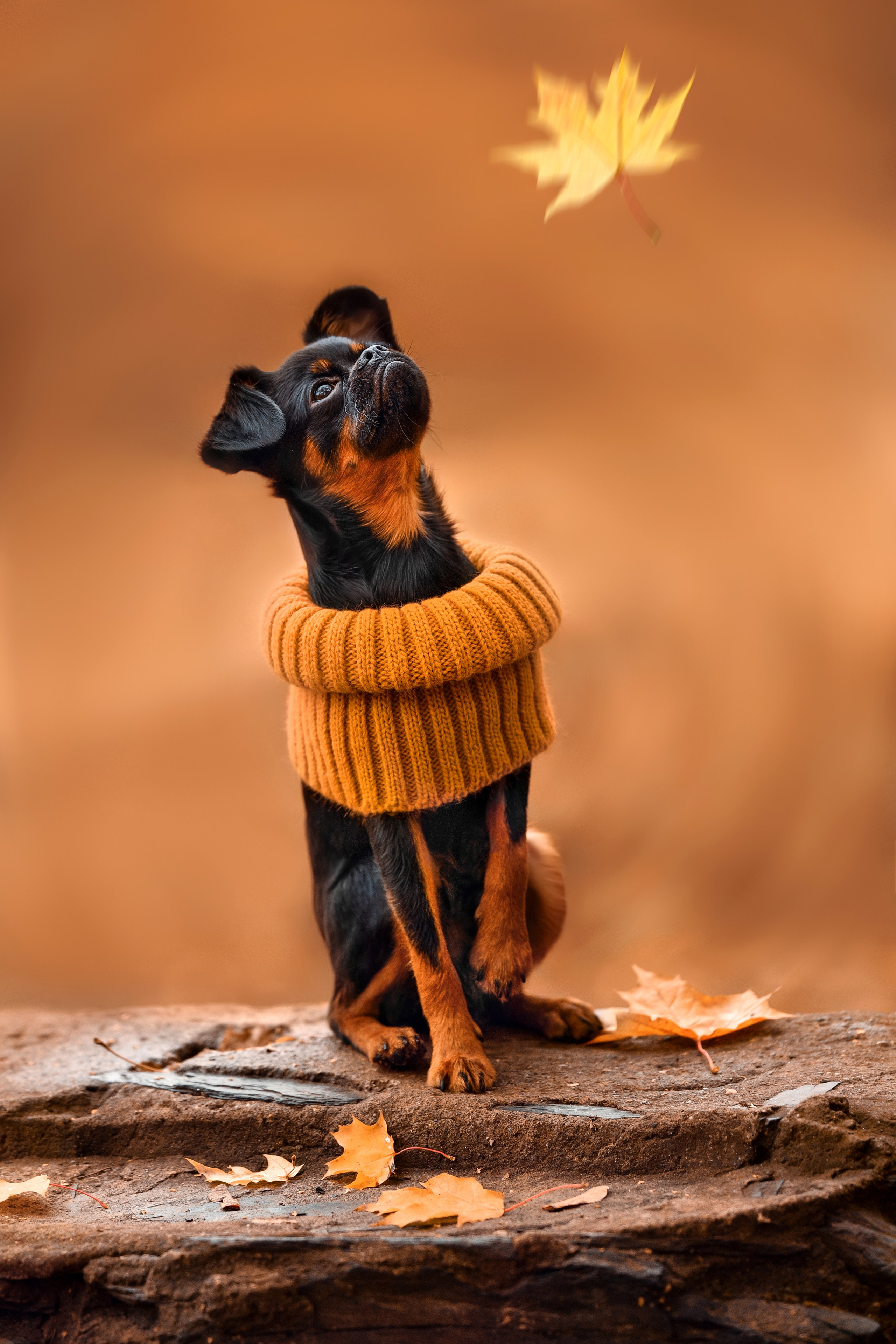 Ваш питомец. Портфолио