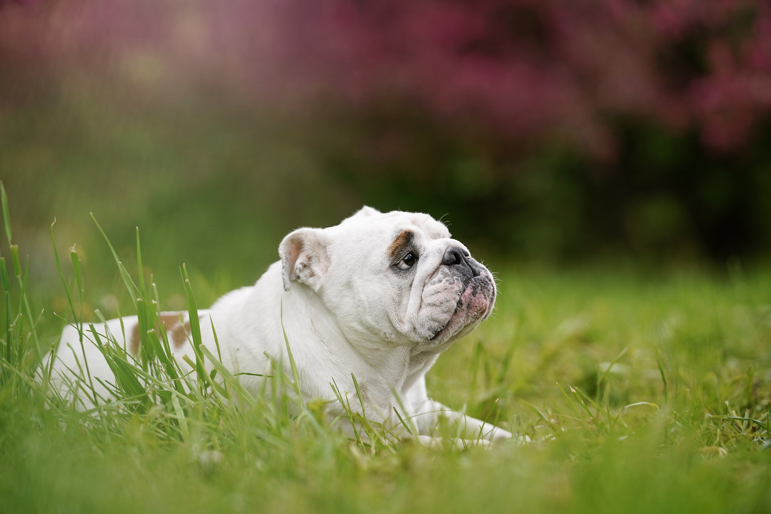 Фасолька в саду. Фотограф-анималист в Санкт-Петербурге Яна Мартынова