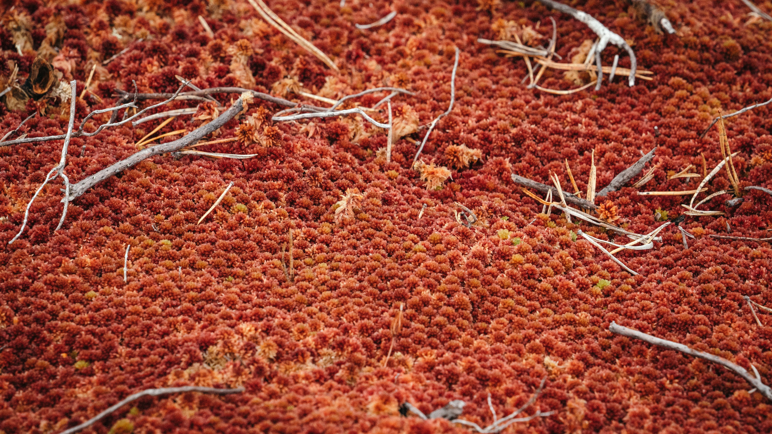 Ладога. Фотограф Александр Решня