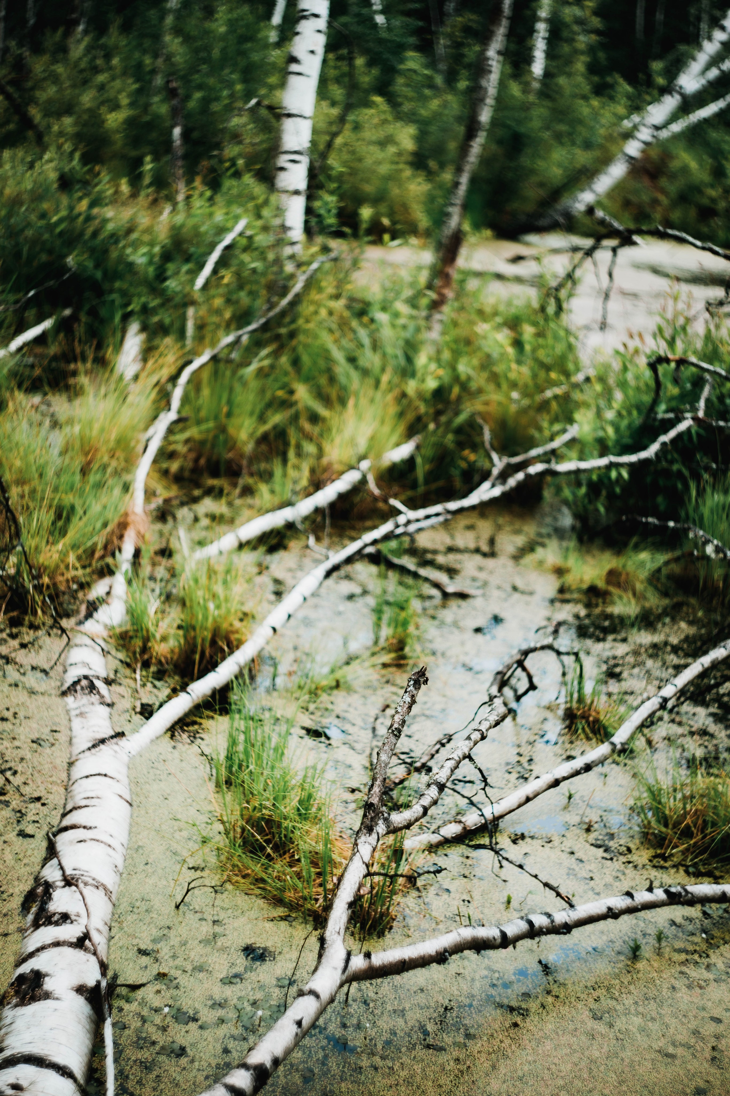 Лесное. Лена. Фотограф в Нижнем Новгороде