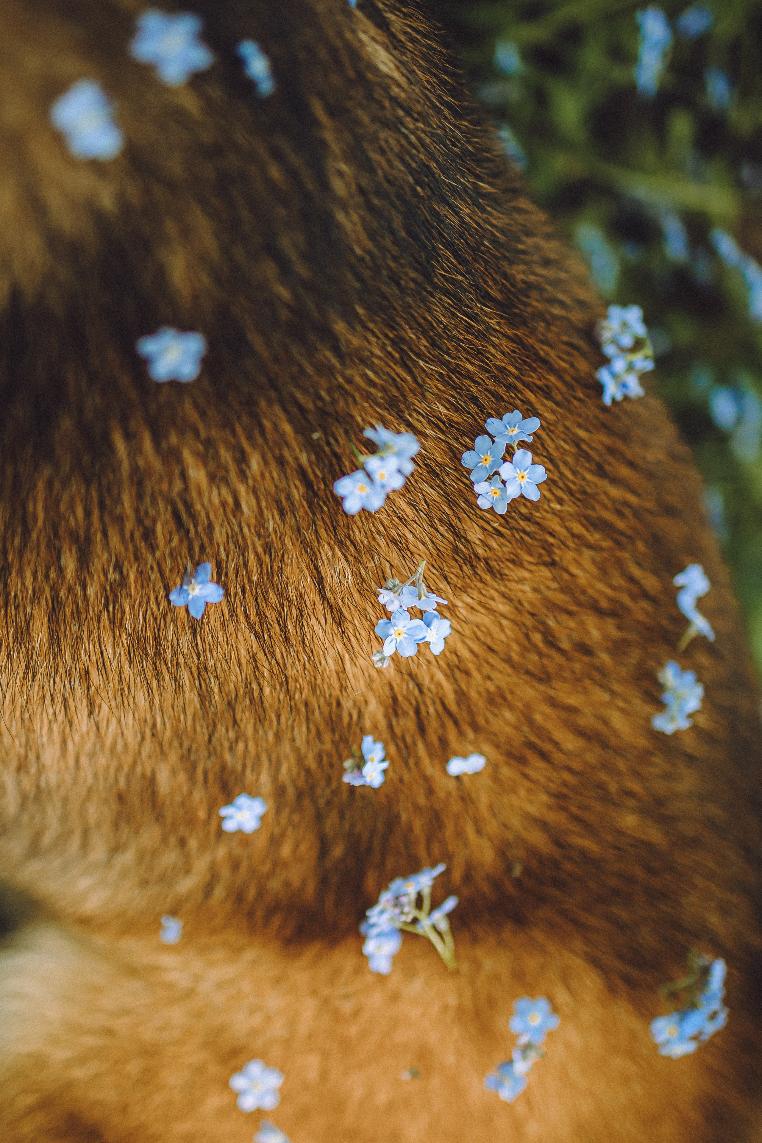 Шед, Цири, Чиби, Цера и их семья