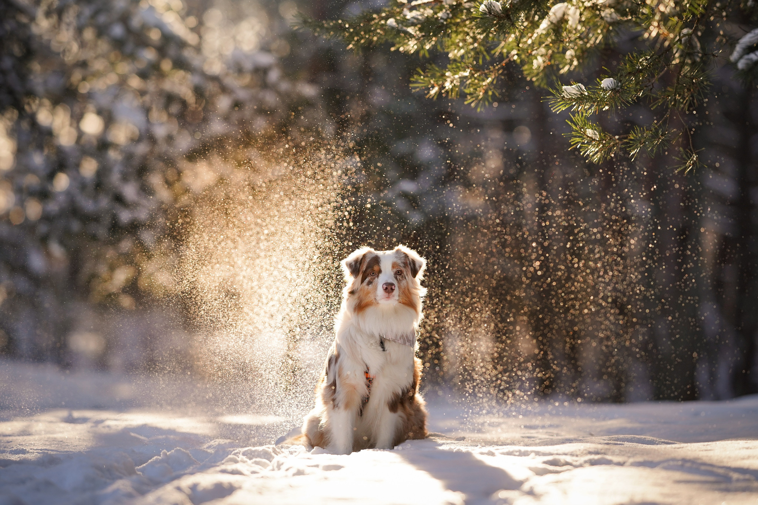 Панда март. Фотограф-анималист в Санкт-Петербурге Яна Мартынова