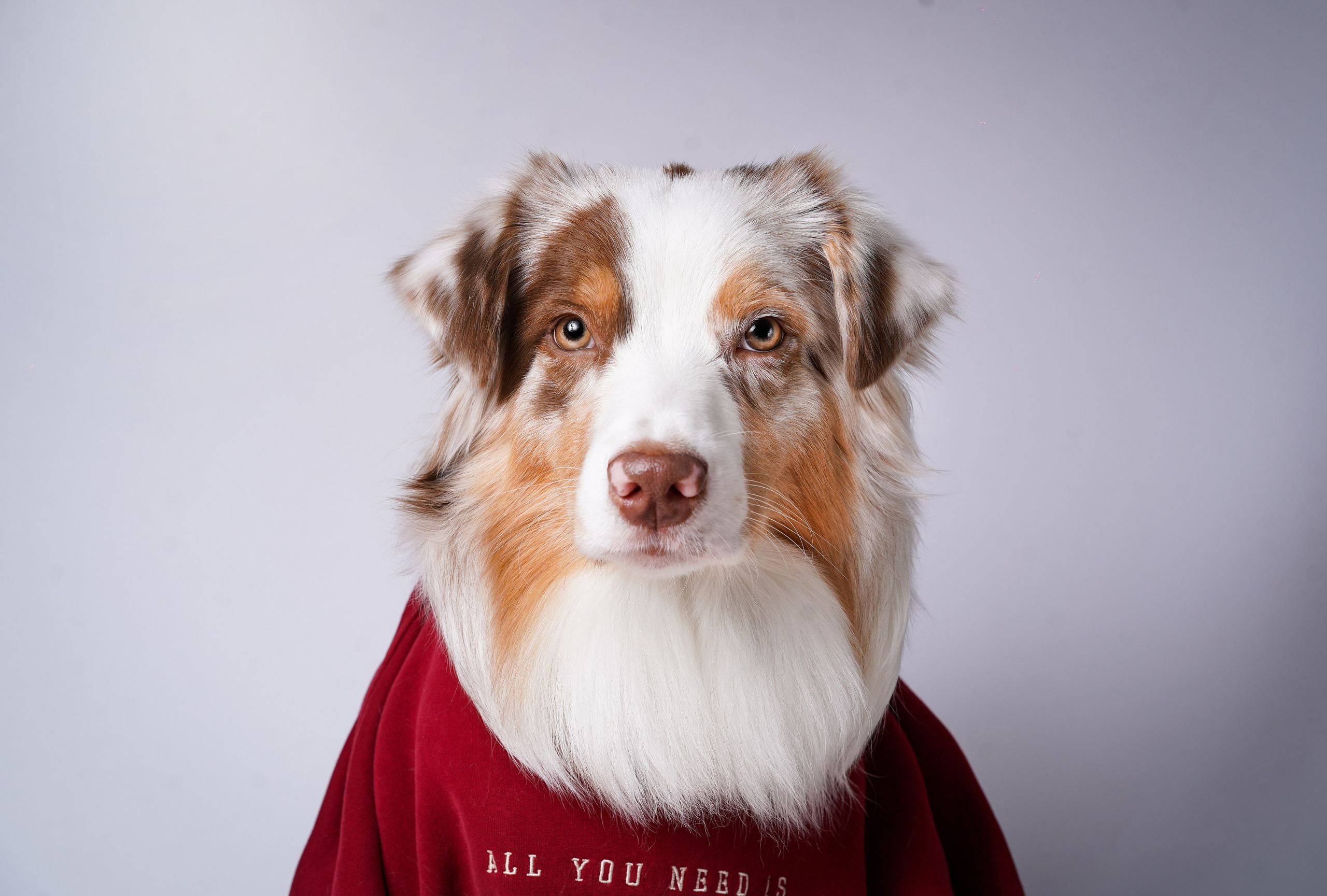 Юни и Панда. Фотограф-анималист в Санкт-Петербурге Яна Мартынова