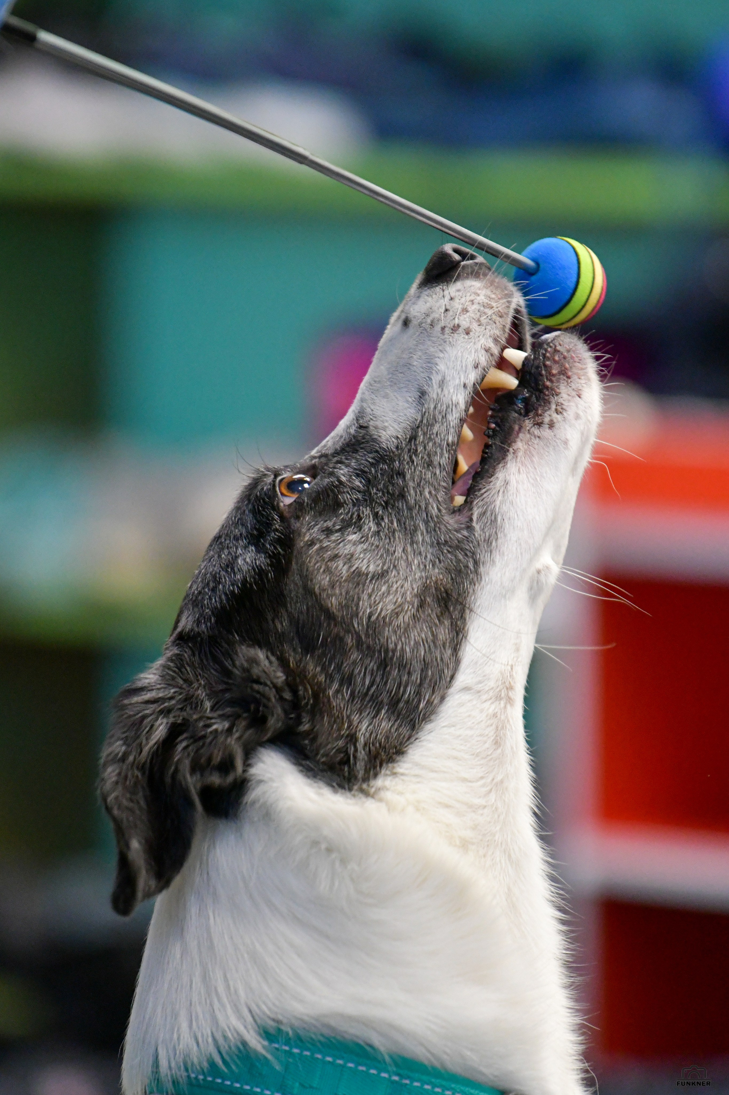 Кинологический клуб «Бодрый хвост». Свой взгляд через объектив