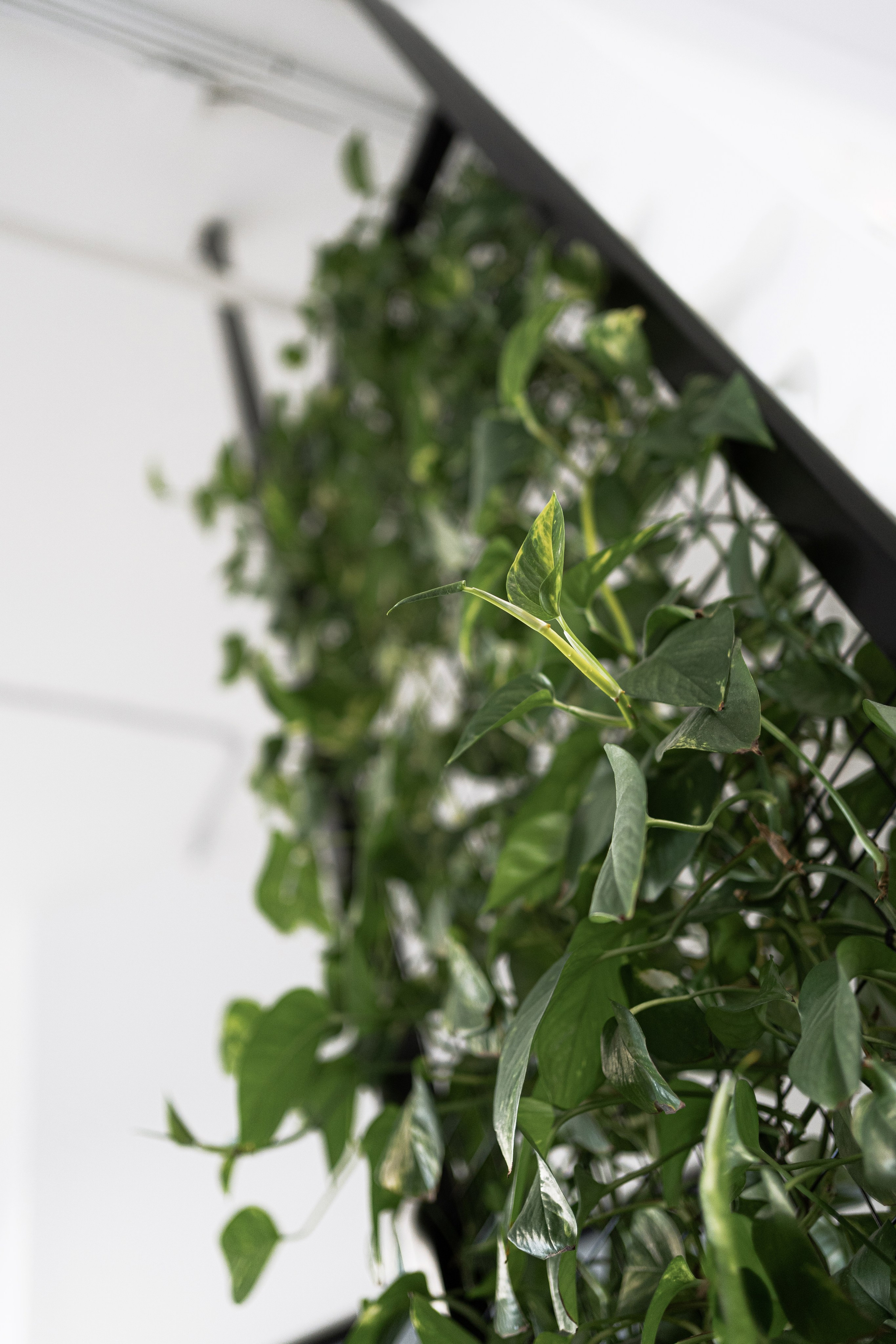 Terra. Елена Пашкевич, фотограф, Москва