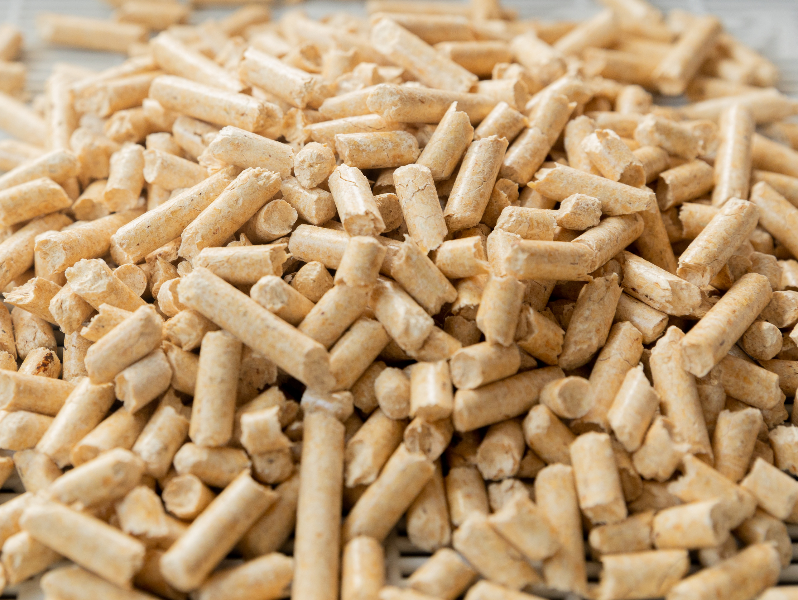 Наполнитель для кошачьего туалета. Репортажный фотограф в Новосибирске Алена Помазунова