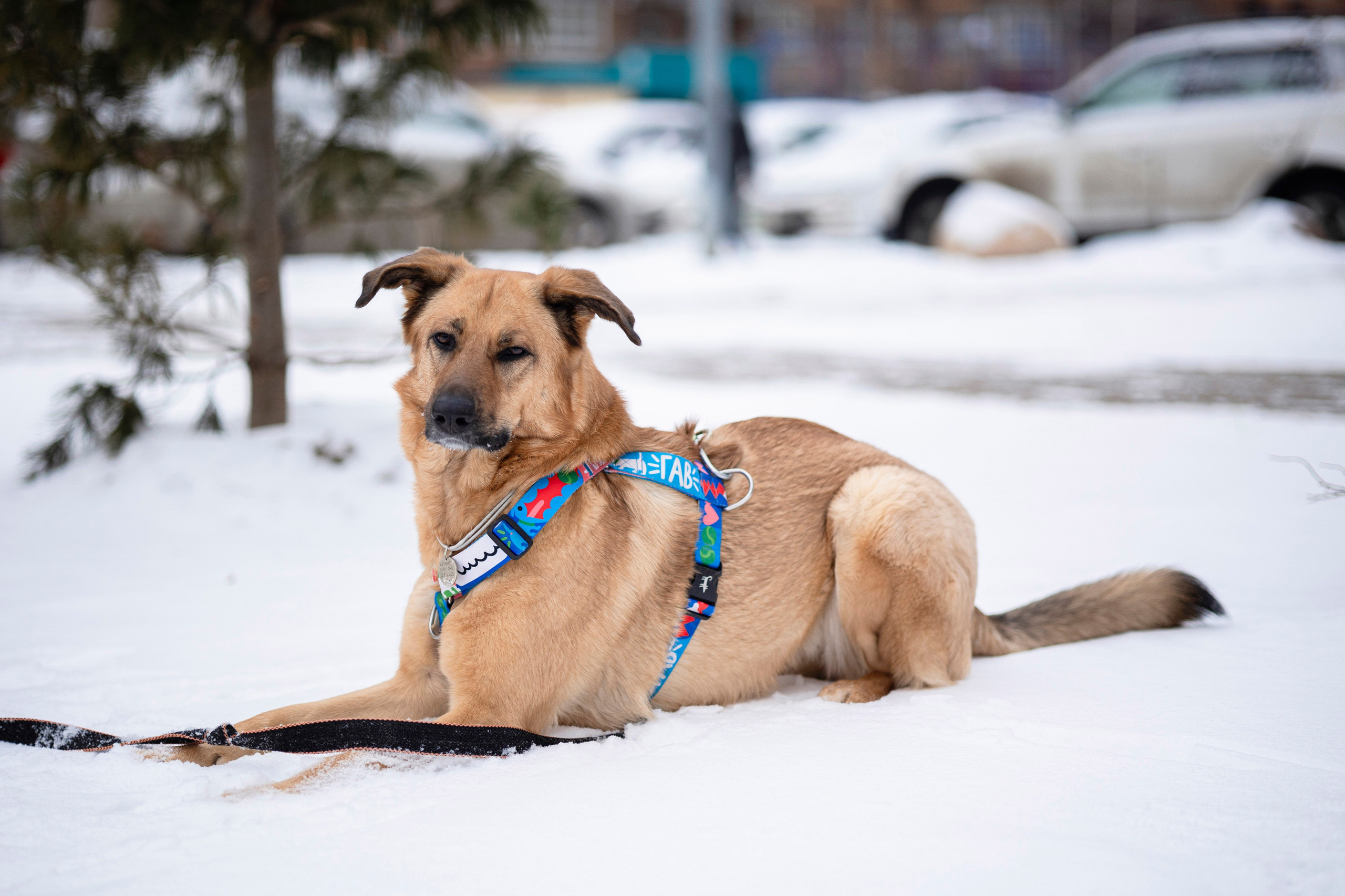 Съемка с собакой. Анастасия Белаш