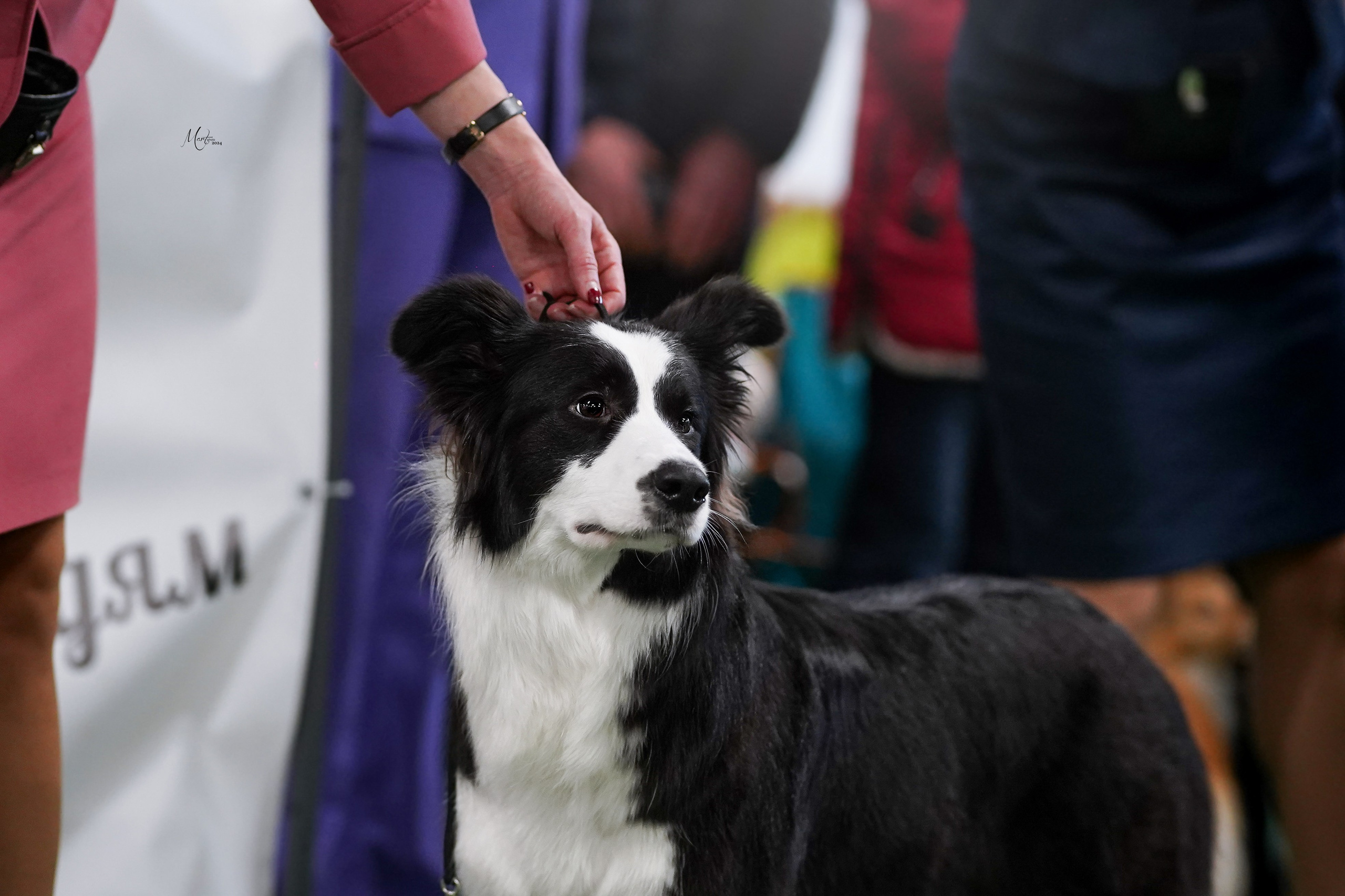Выставки 2024. Фотограф-анималист в Санкт-Петербурге Яна Мартынова