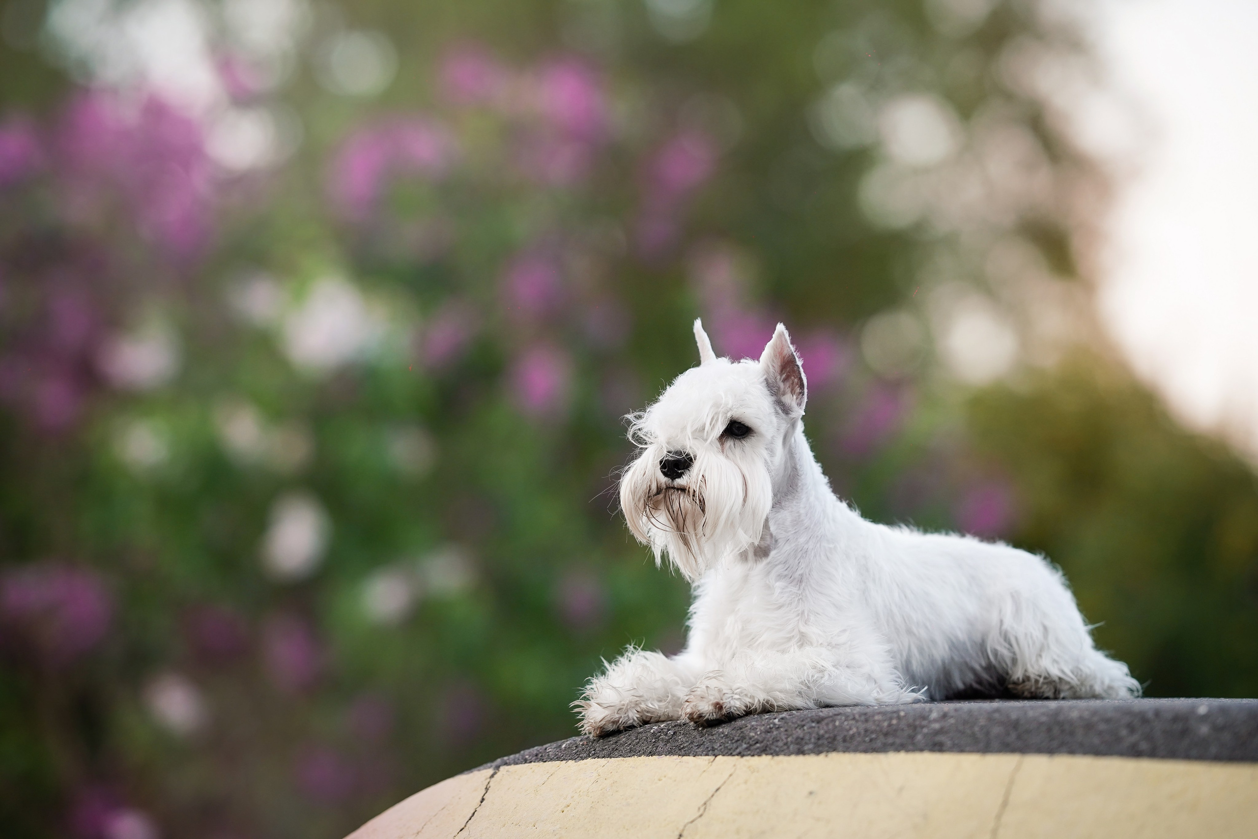 Оля и Доминик. Фотограф-анималист в Санкт-Петербурге Яна Мартынова