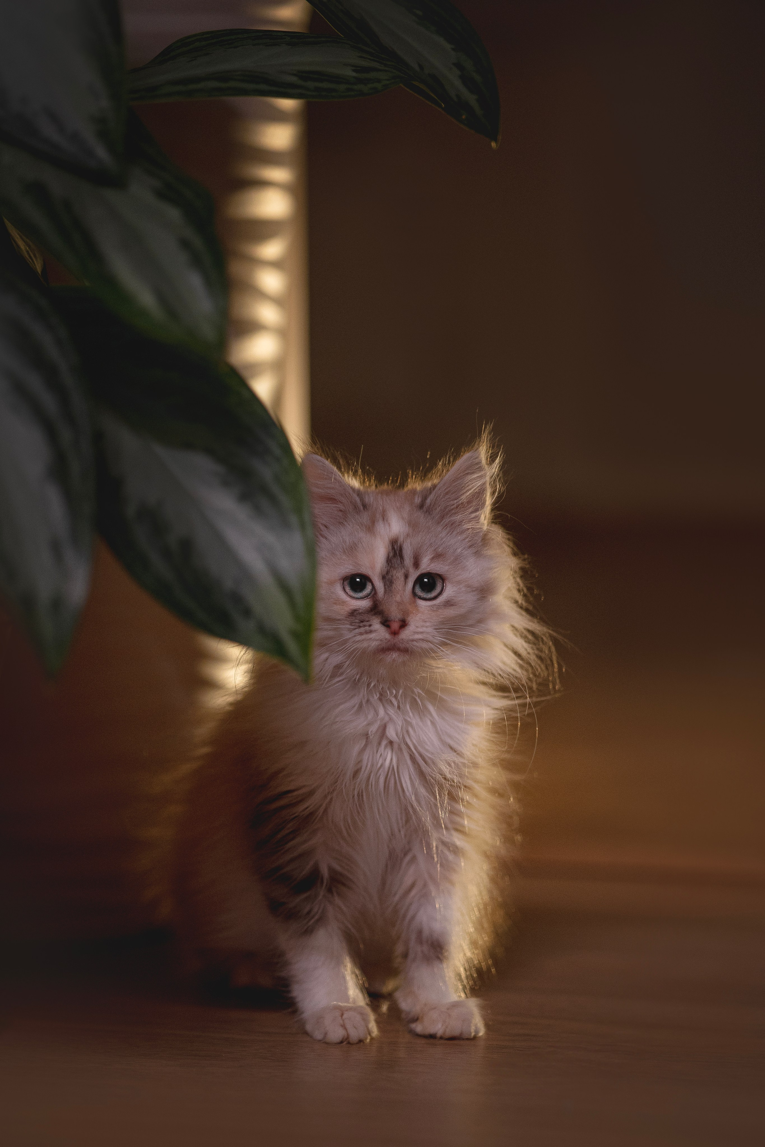 Кошки. Фотограф анималист в Москве Майорова Евгения