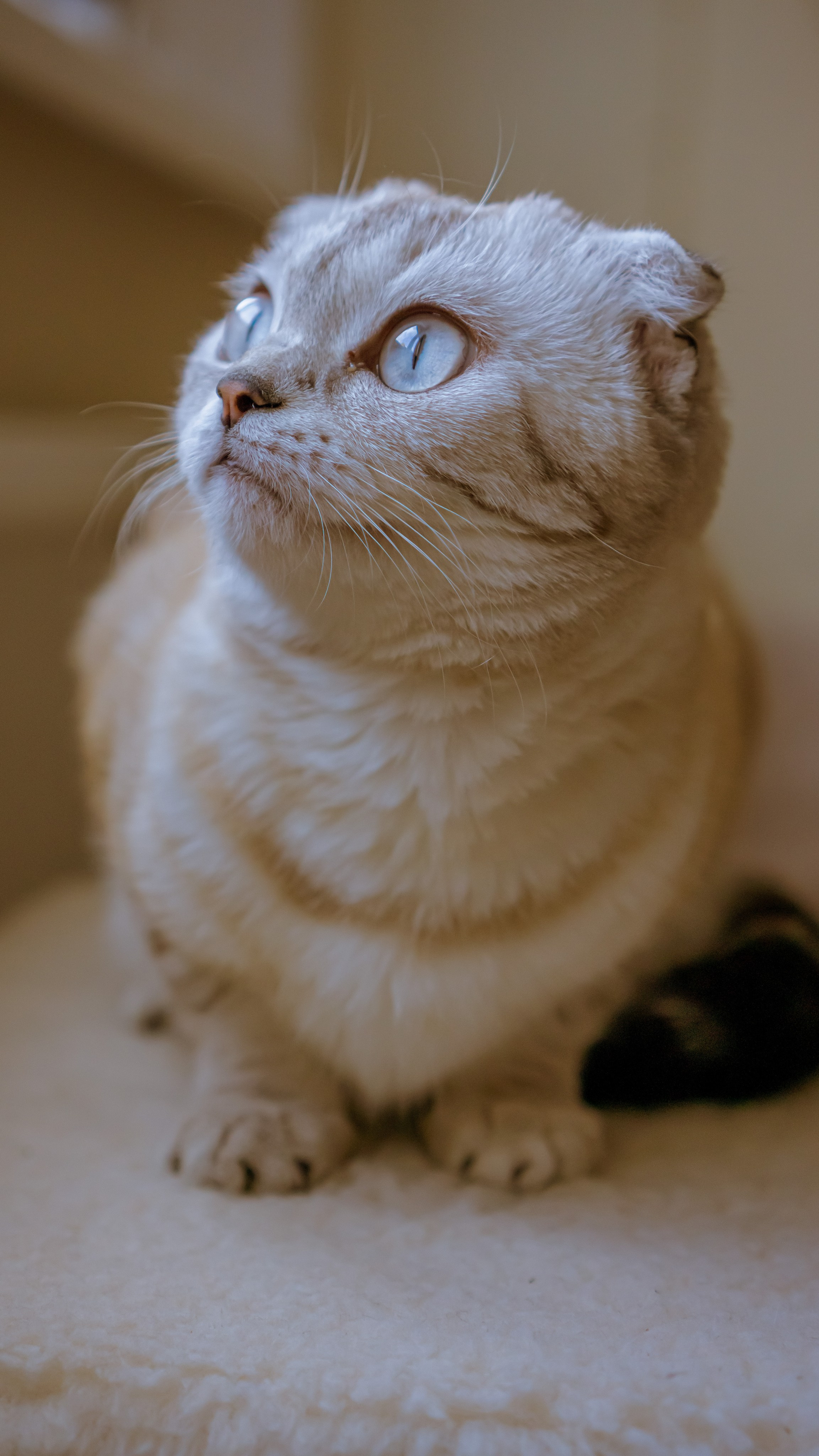 Ария. Фотограф в Кстово и Нижнем Новгороде KOLOSOK