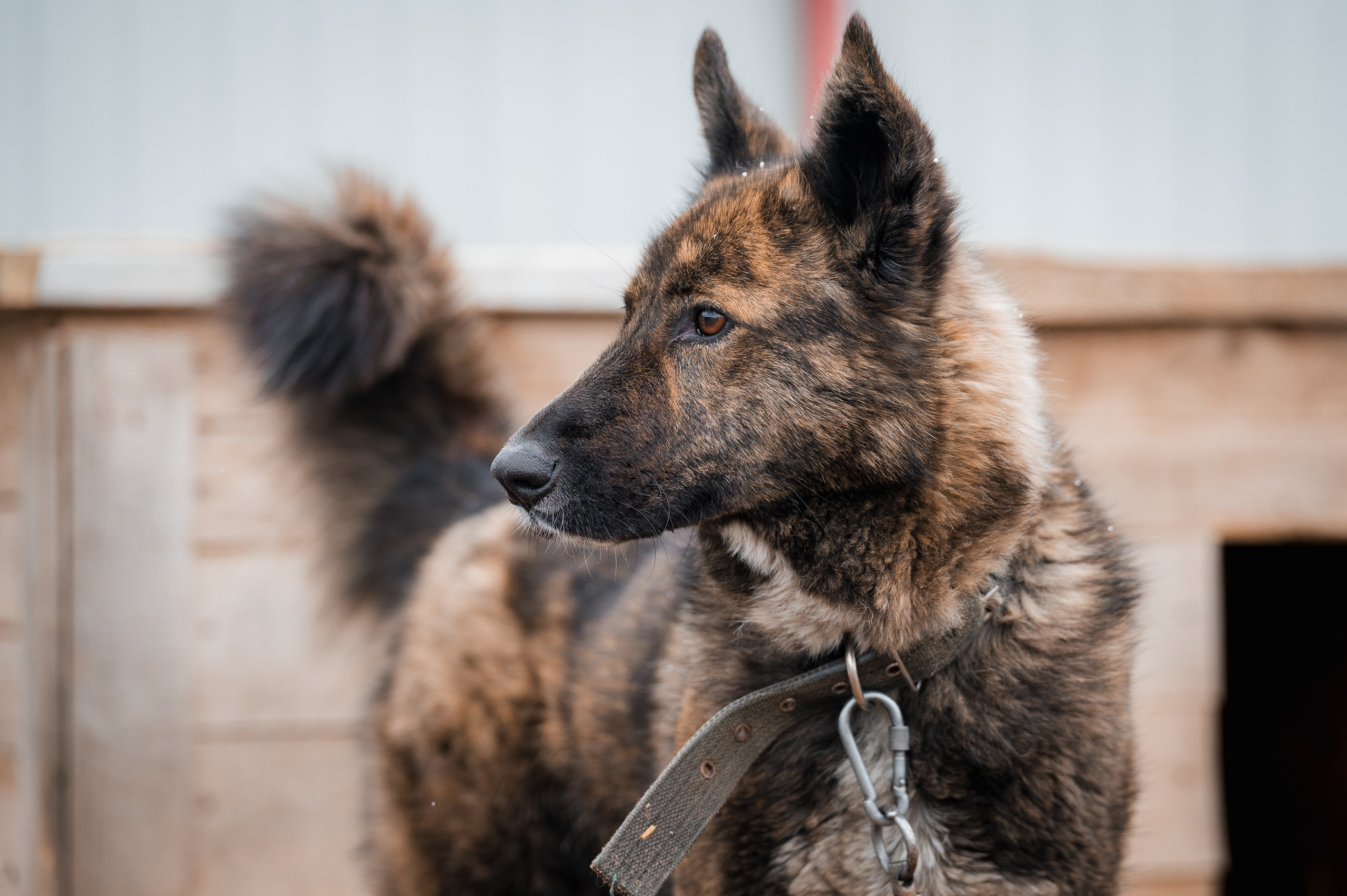 Гера. Улыбка собаки — спасение и пристройство бездомных собак