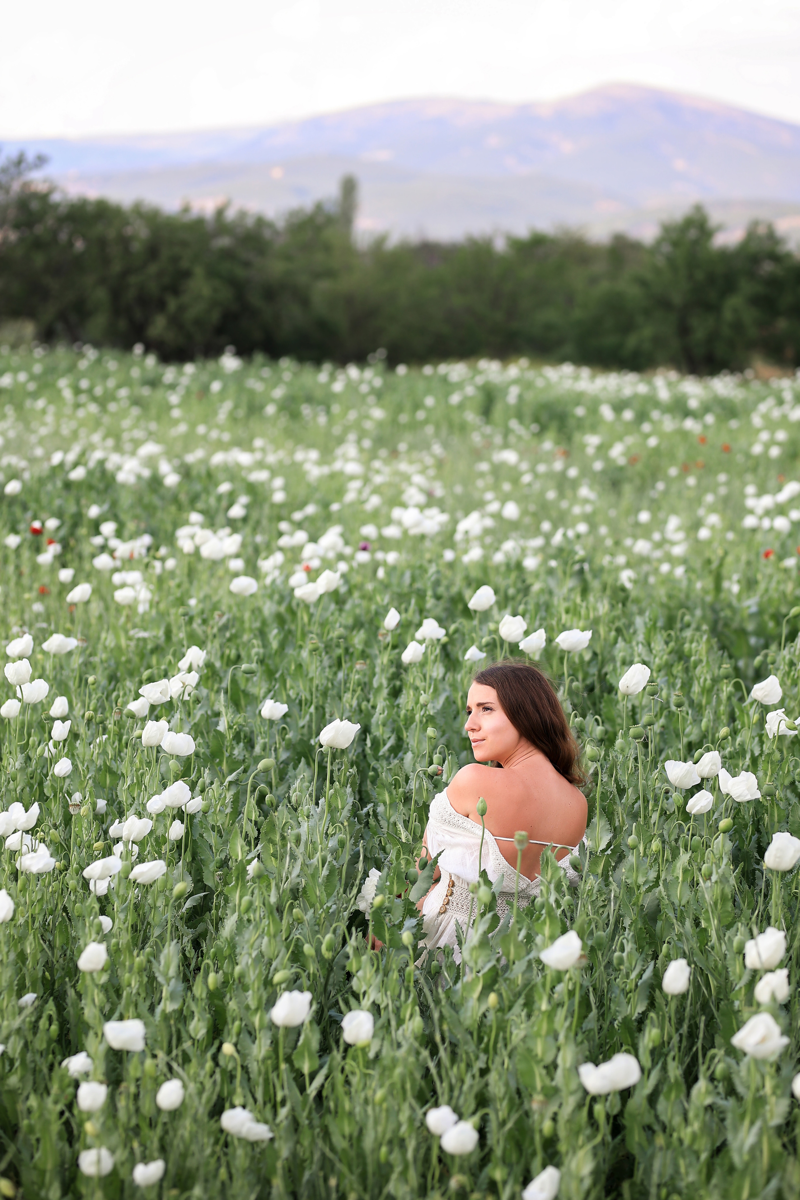 Fields of roses, irises and white poppies