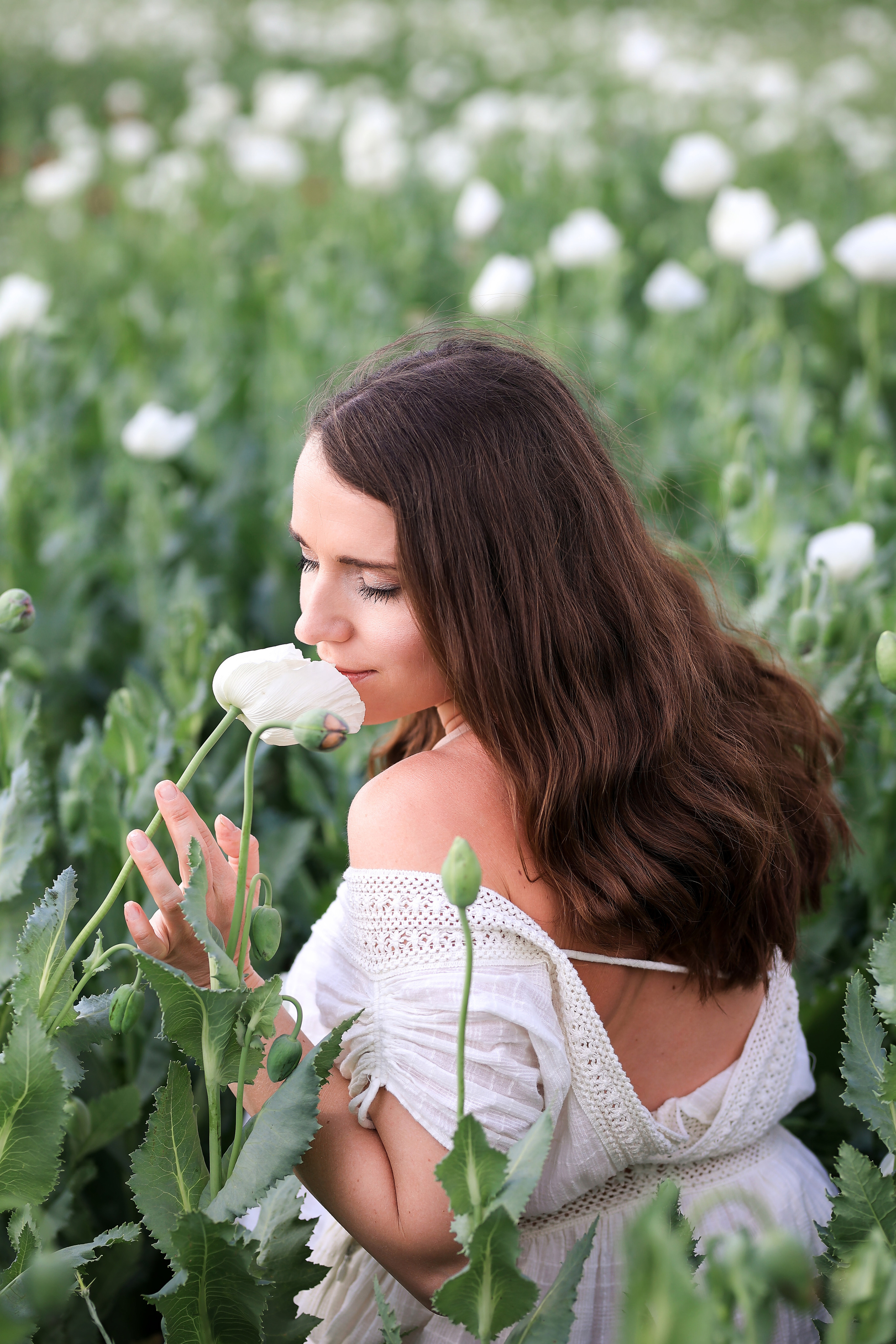 Fields of roses, irises and white poppies