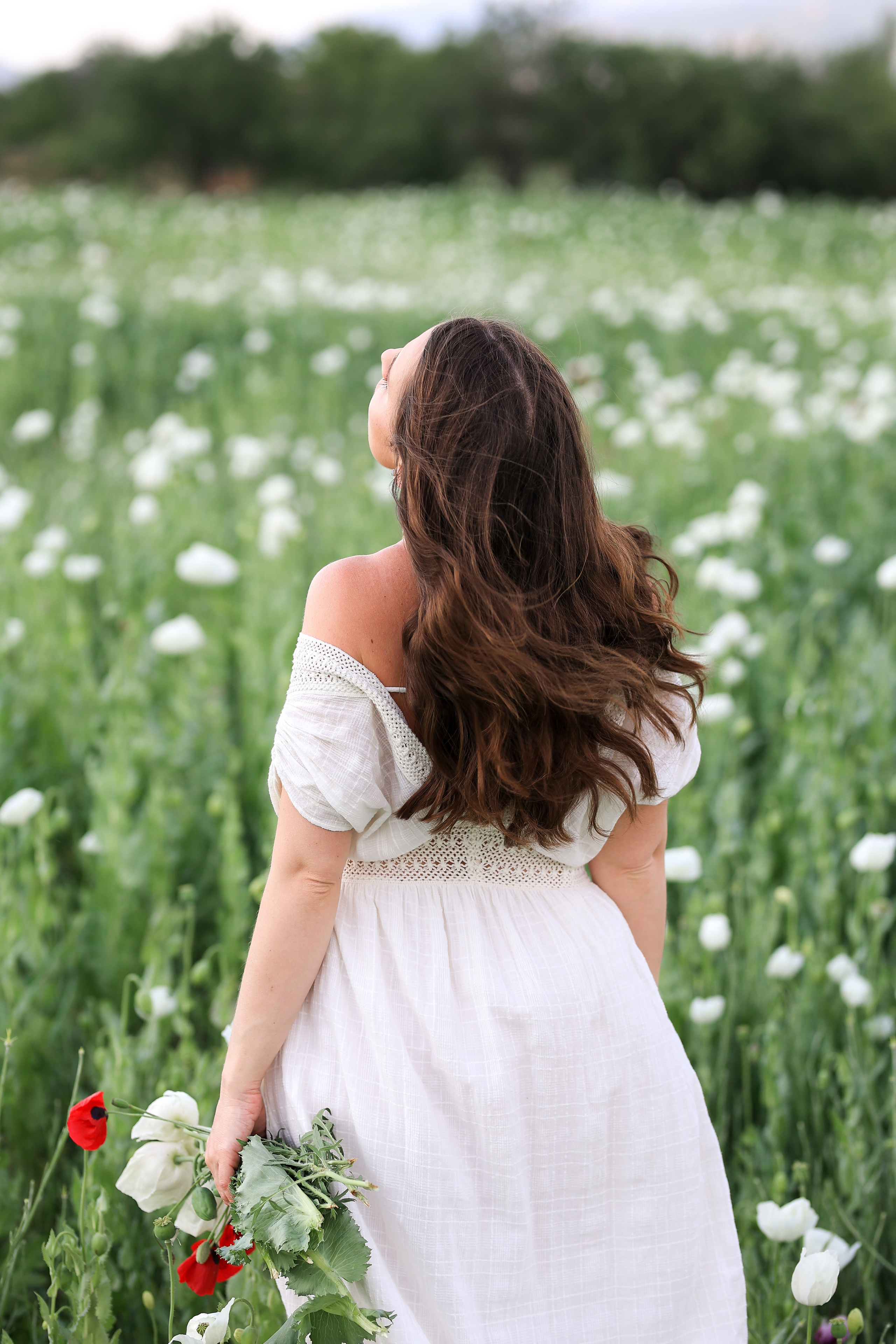 Fields of roses, irises and white poppies