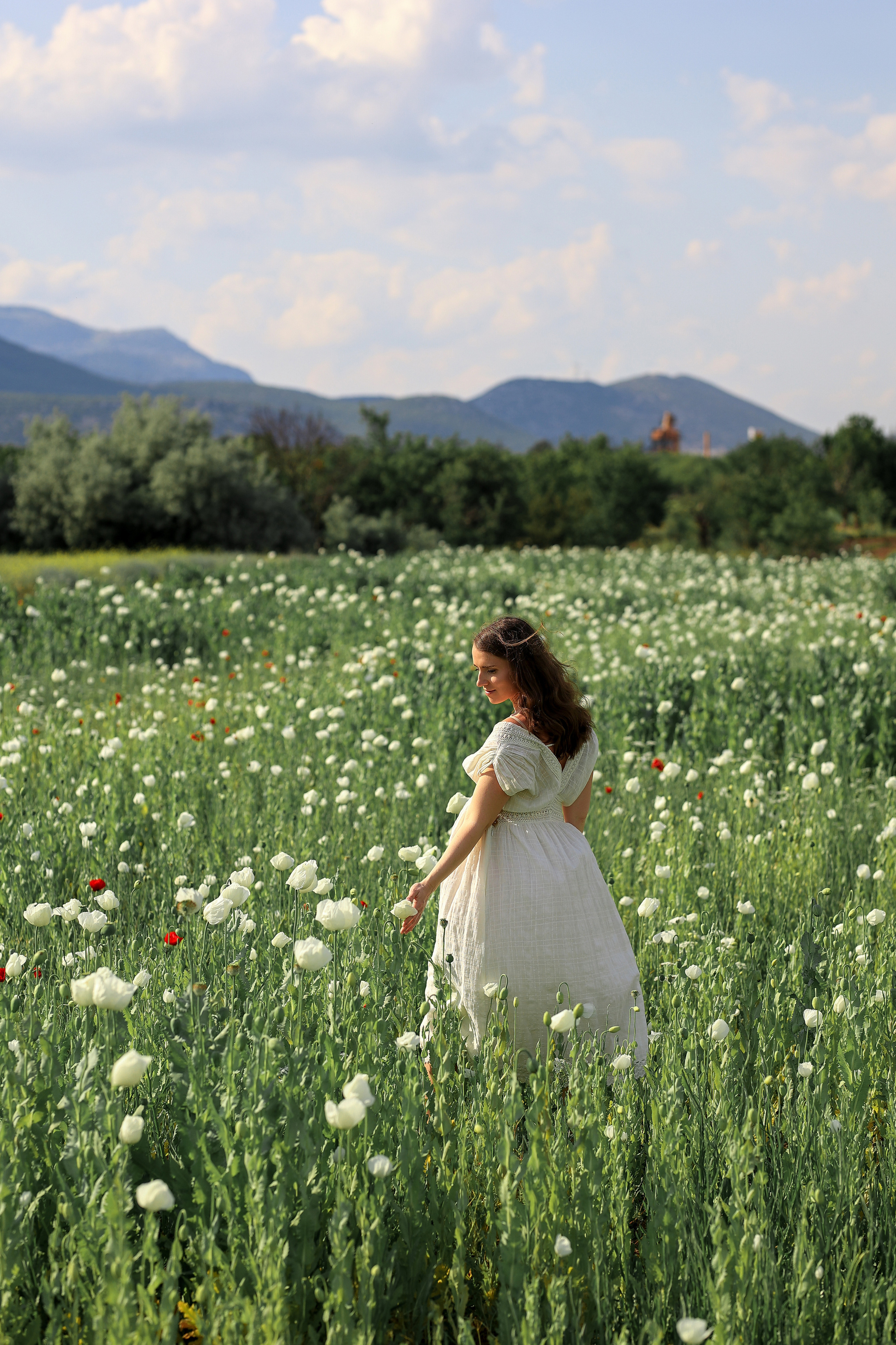 Fields of roses, irises and white poppies