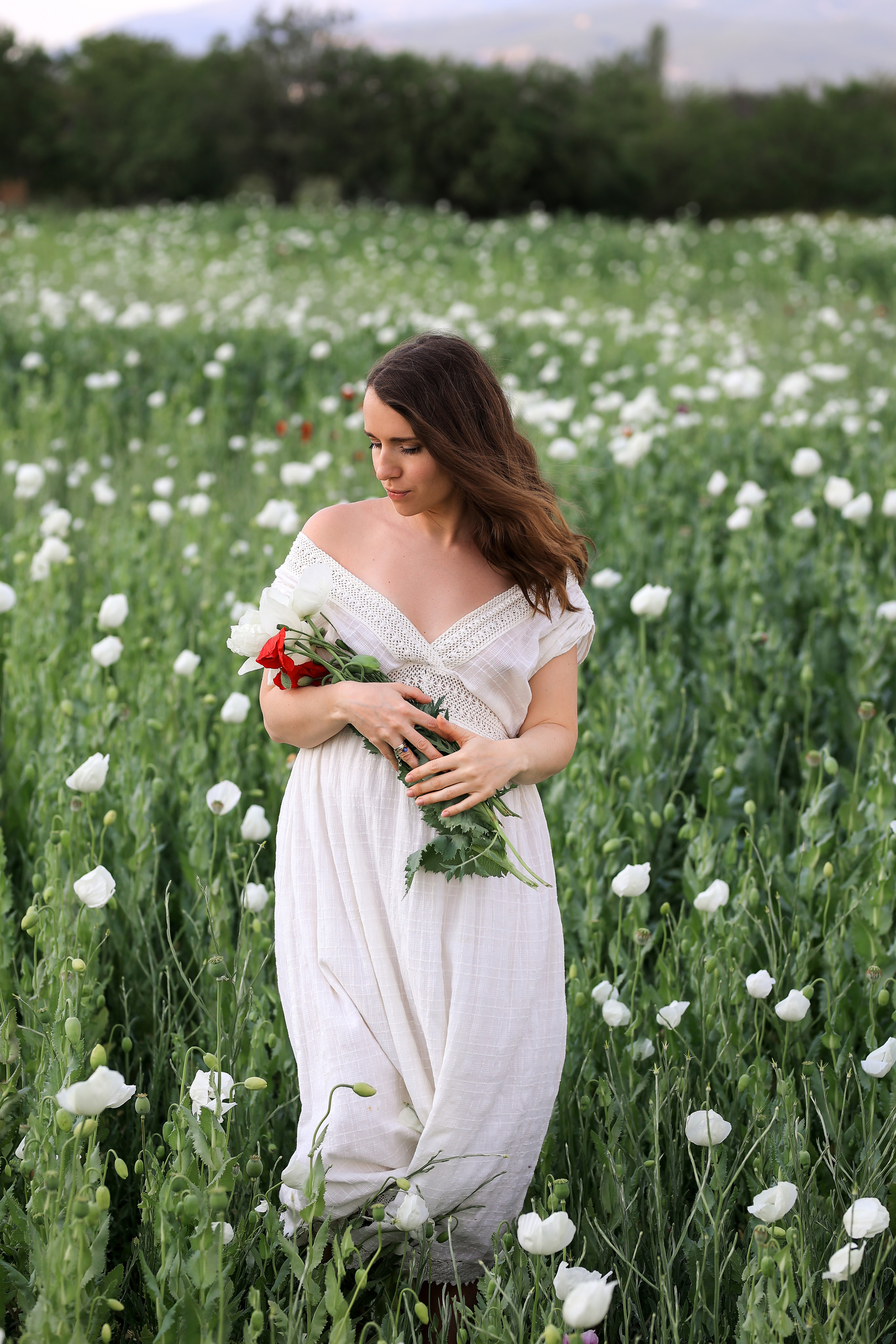 Fields of roses, irises and white poppies