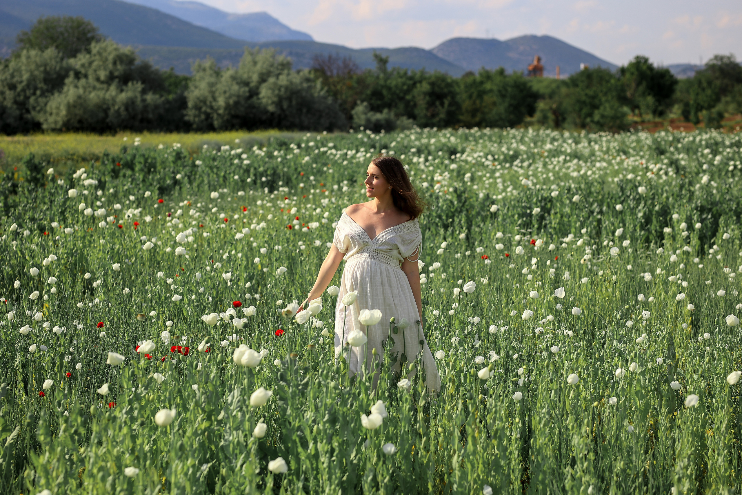Fields of roses, irises and white poppies