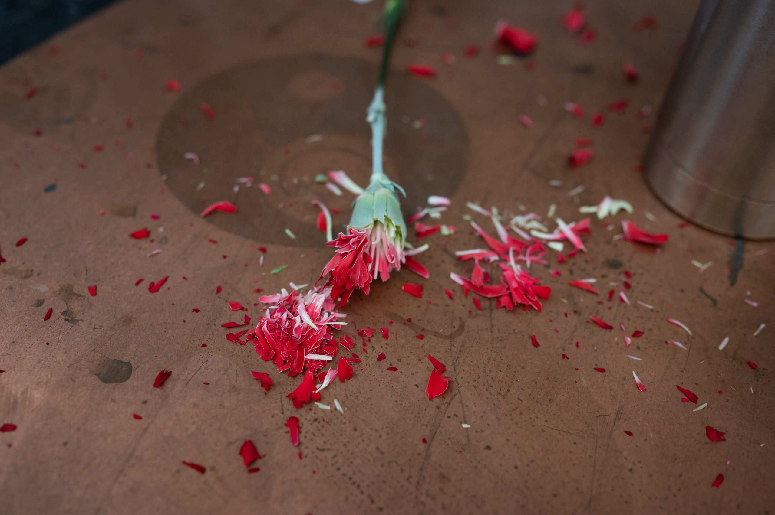 День открытых дверей. Фотограф в Санкт-Петербурге Anna Balashkova