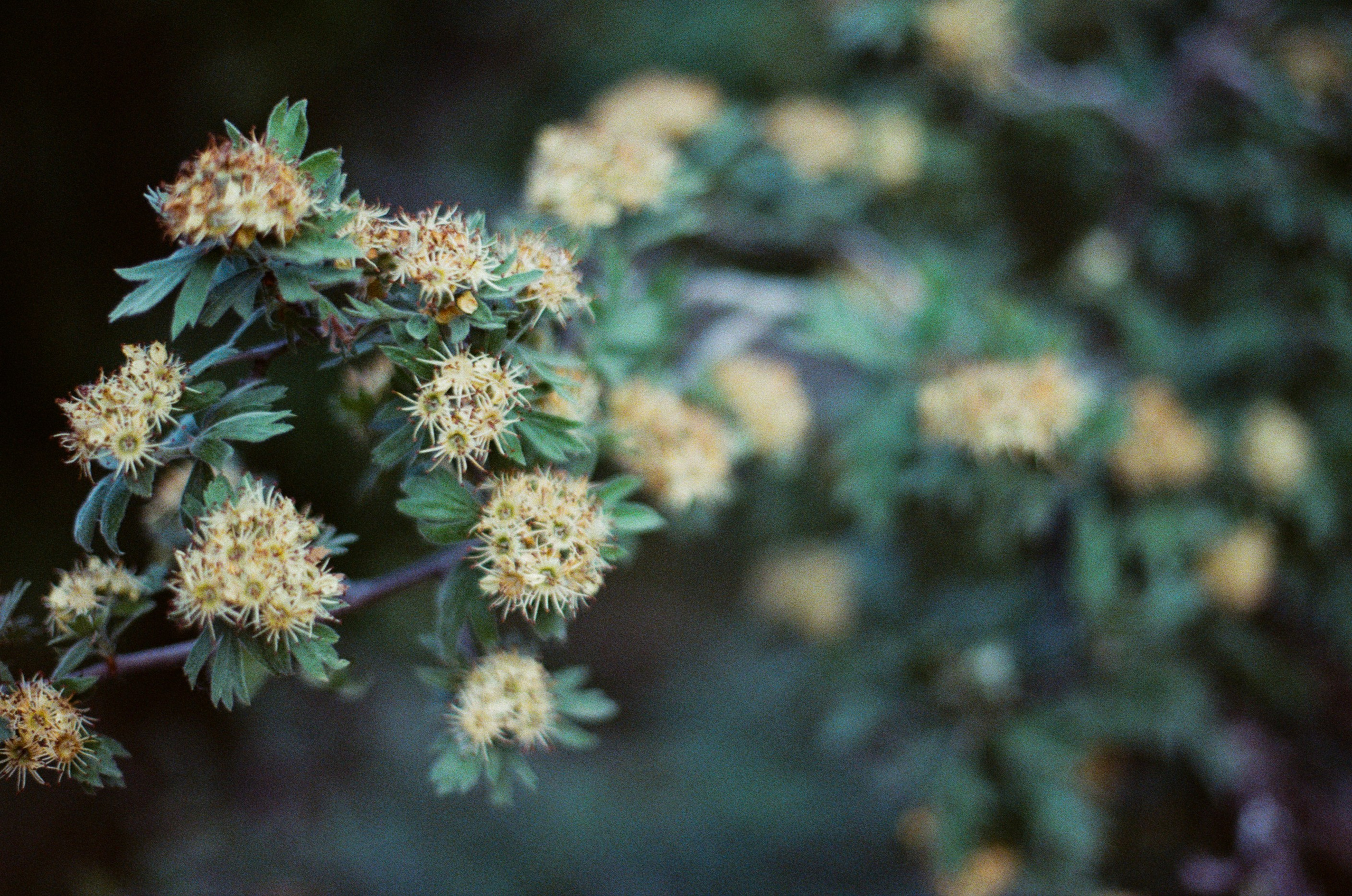 Silver strings // ukraine, crimea VI. EVER EXPOSED