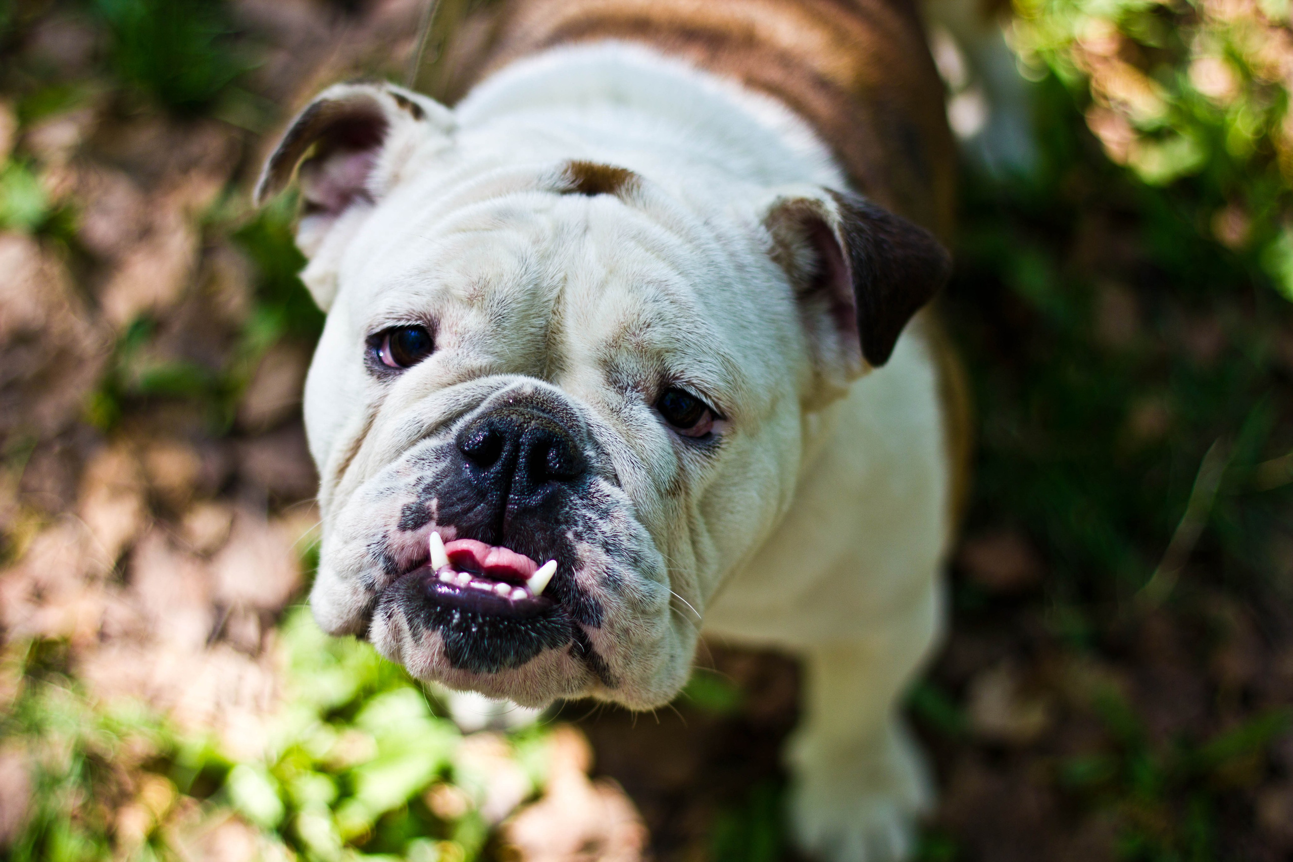 Зверье. Elnora Atnagulova Foodphotography