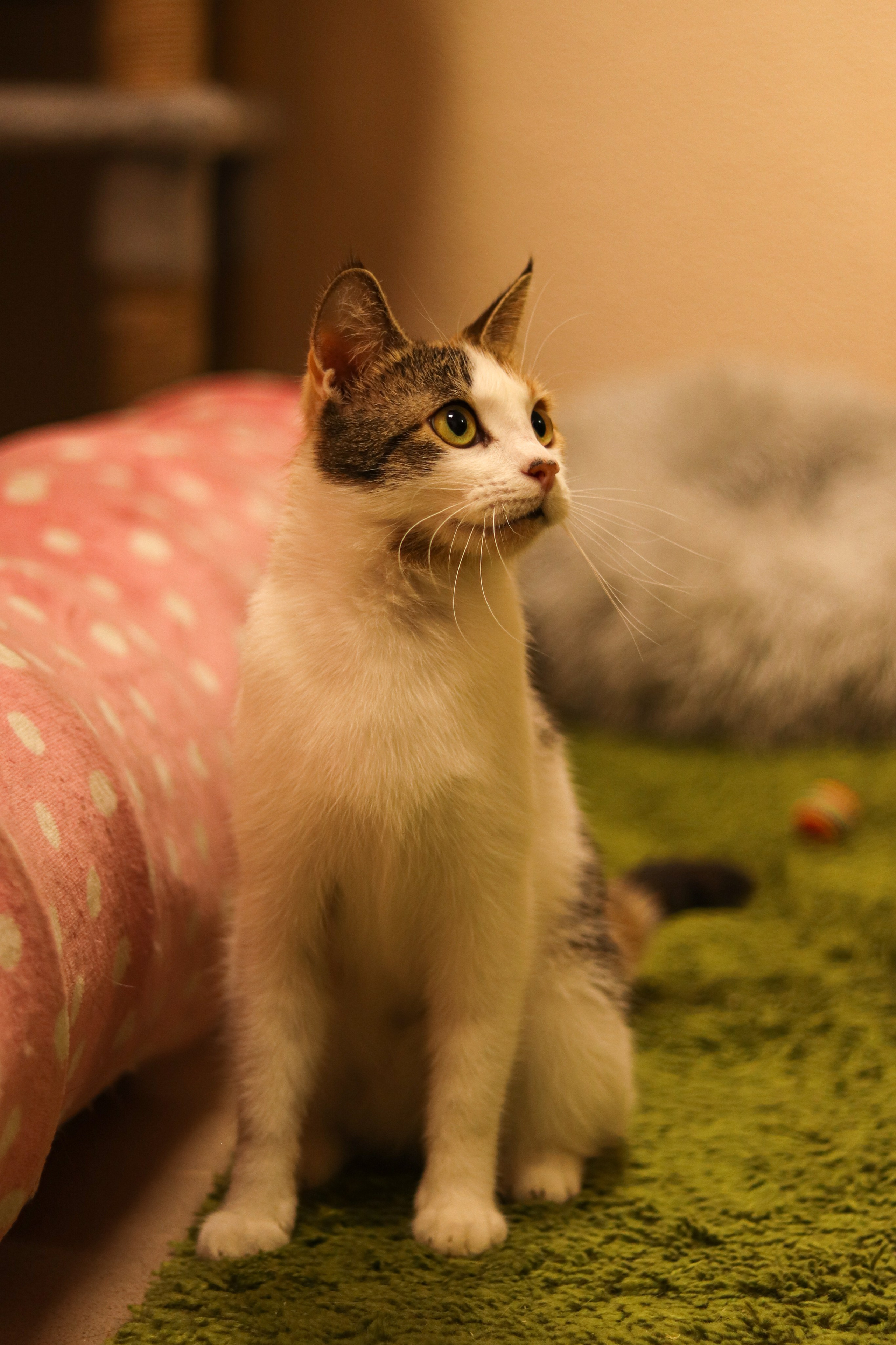 Петербургский дом кота (27 июня 2024). Ивентный фотограф в Санкт-Петербурге Олег Комков