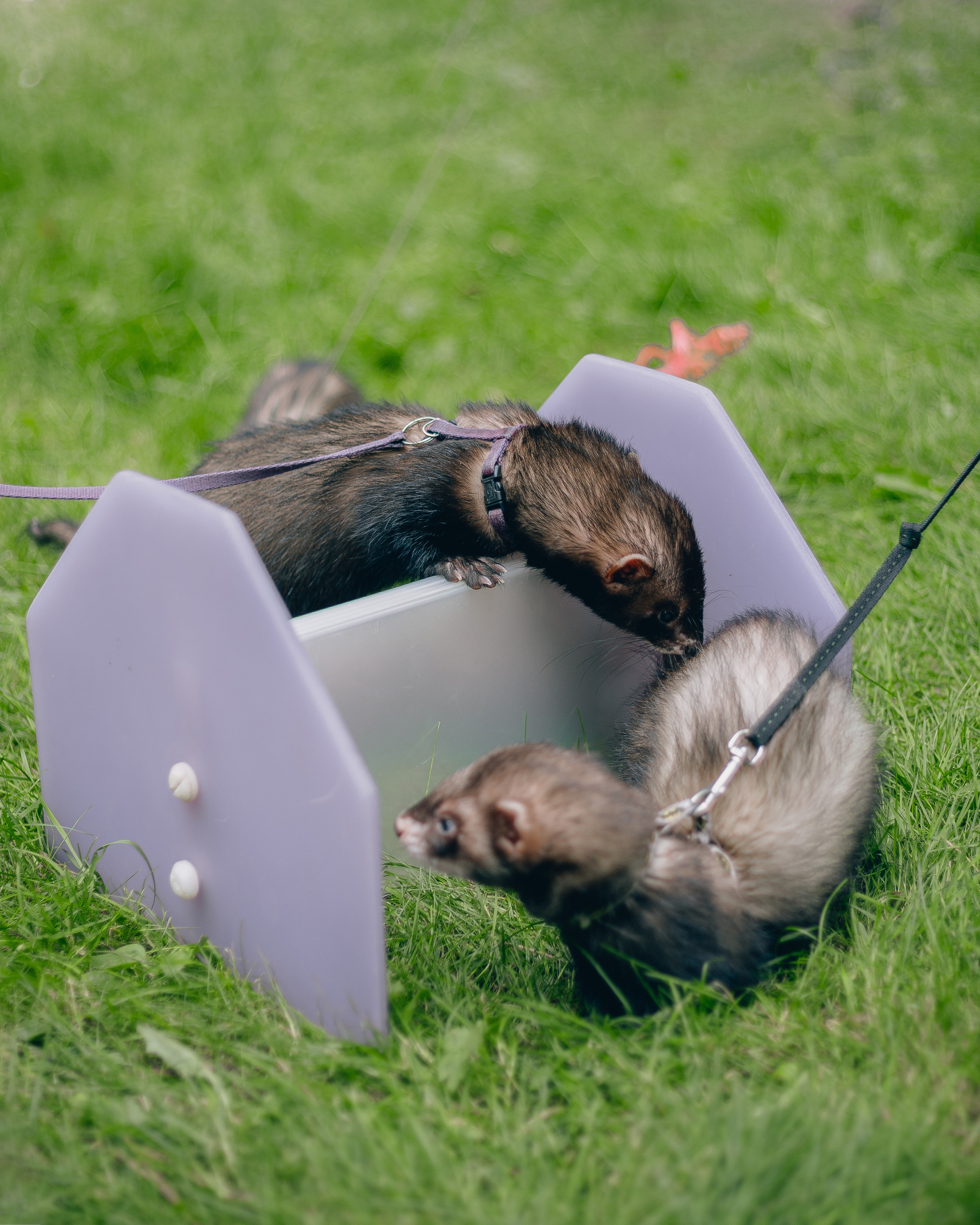 «День хорька». Минск, 2022. Фотограф в Минске Екатерина Тузова