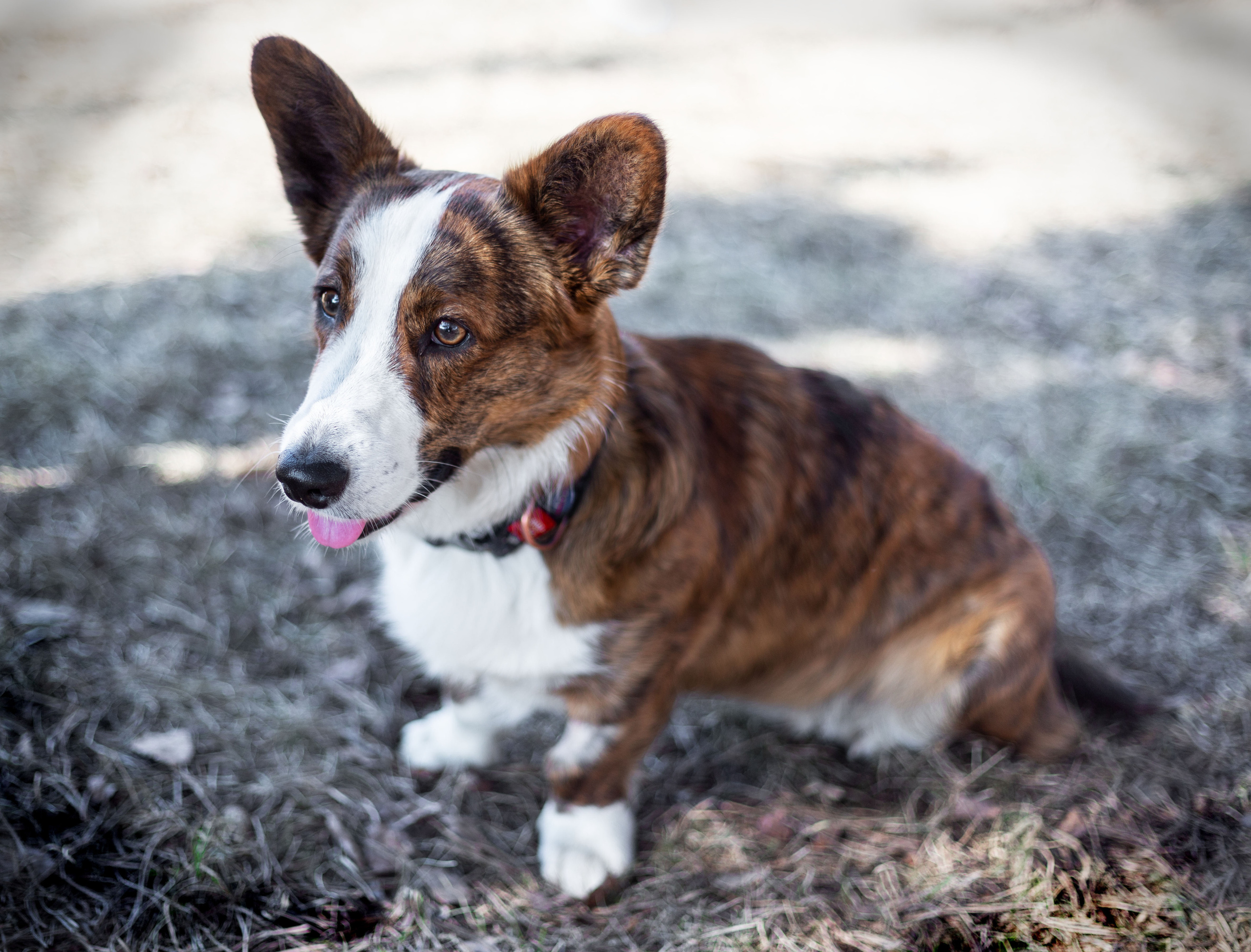 Зверушки. Фотограф в Минске Екатерина Тузова