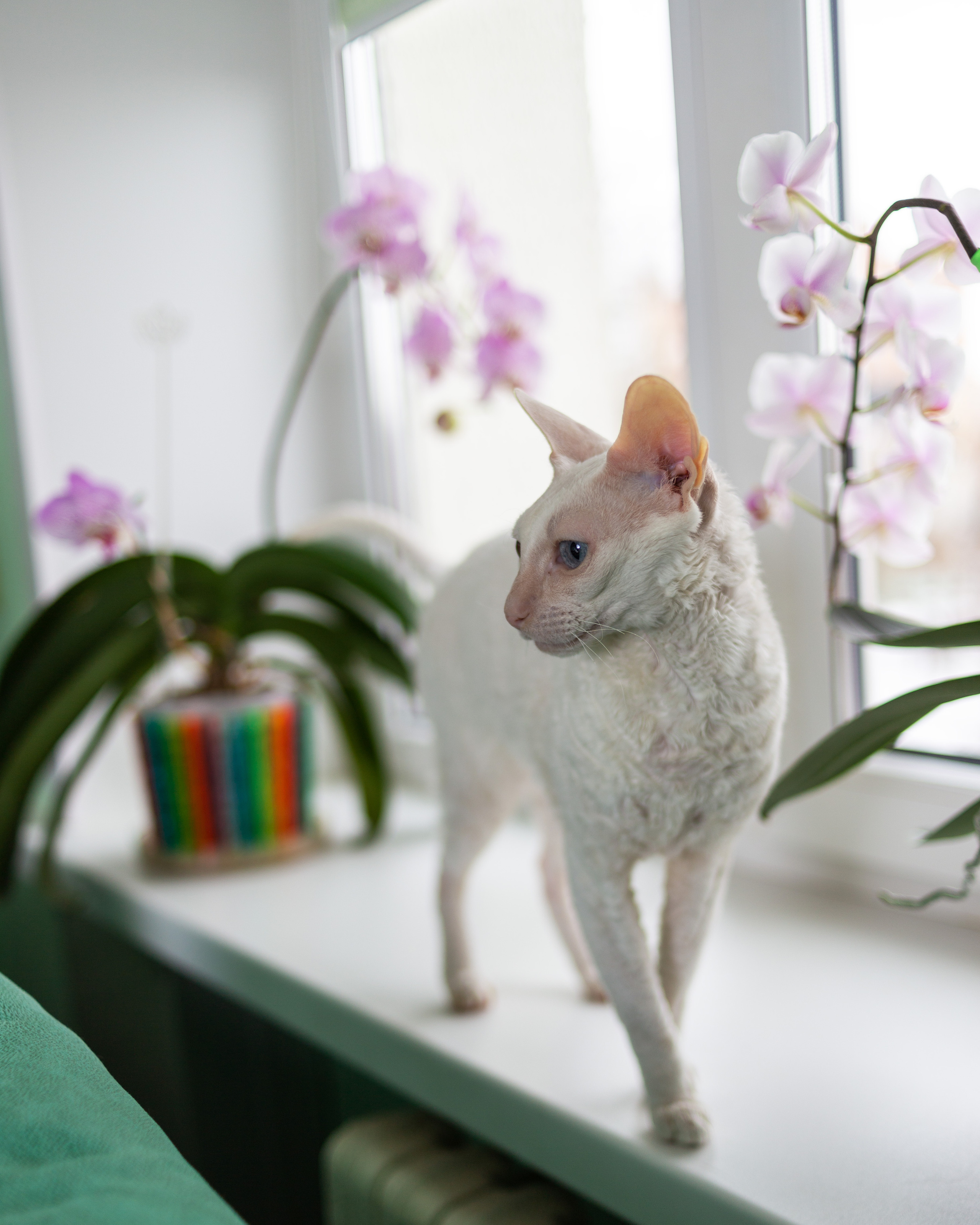 Зверушки. Фотограф в Минске Екатерина Тузова