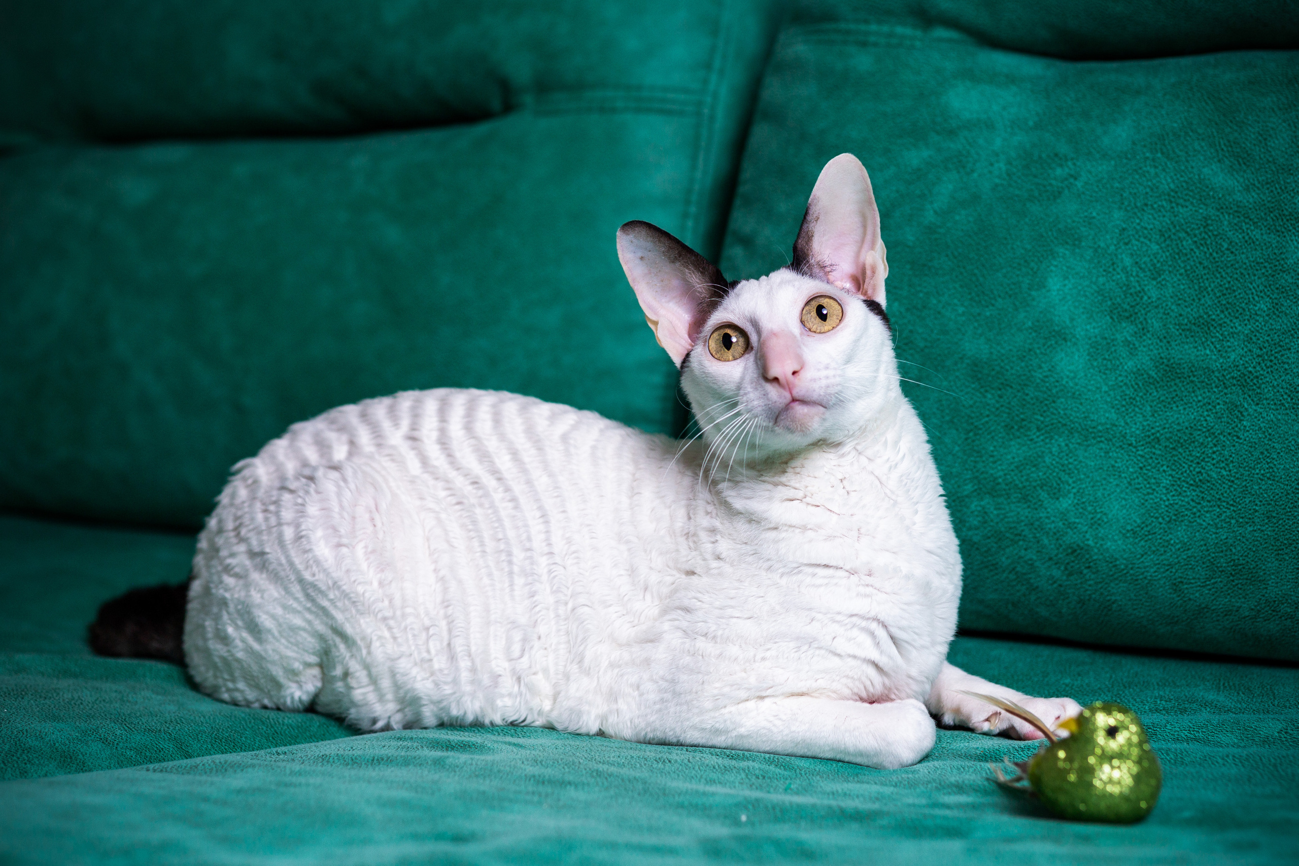 Зверушки. Фотограф в Минске Екатерина Тузова